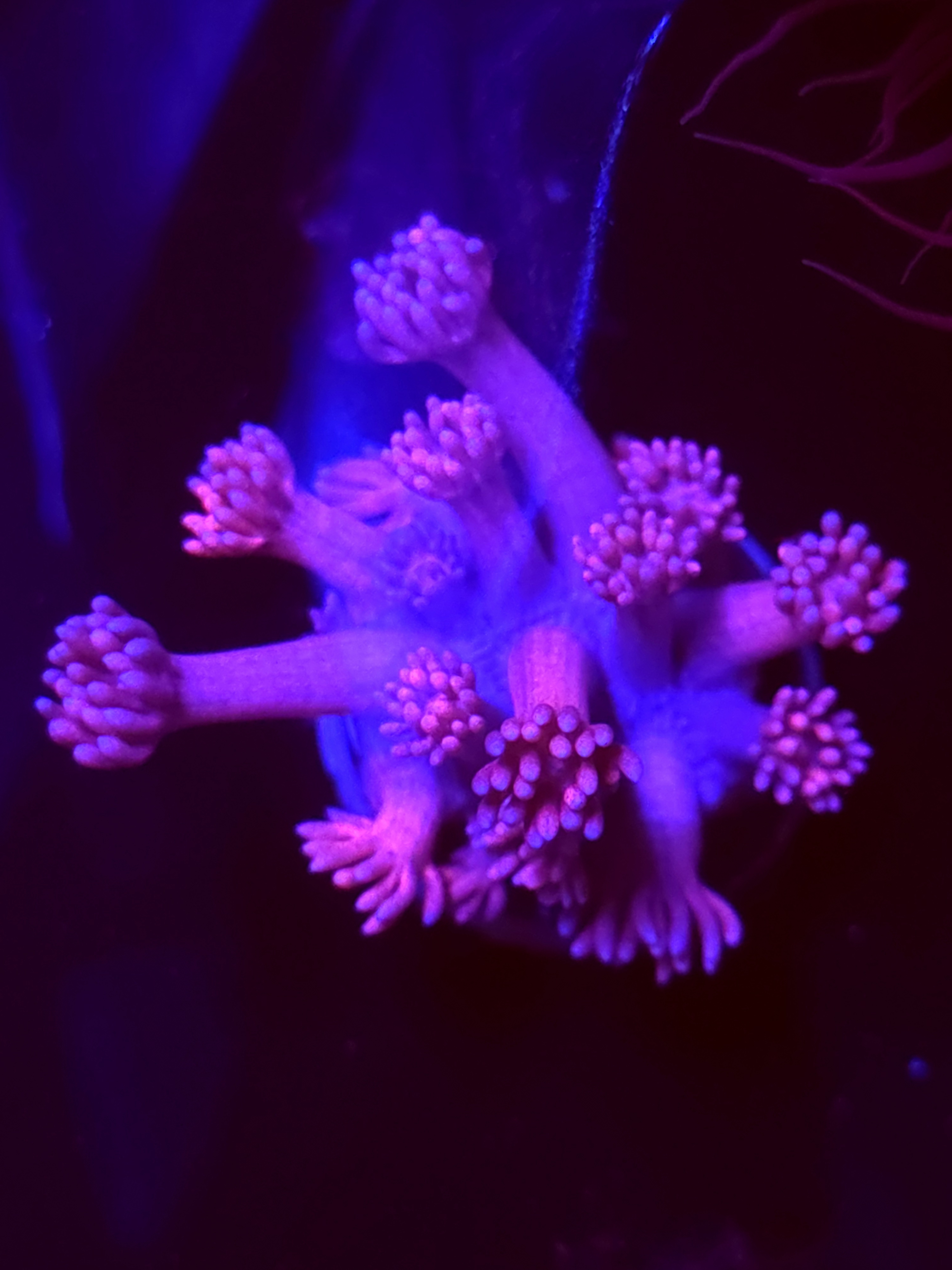 SBB "Mystery Signature" Goni Medium