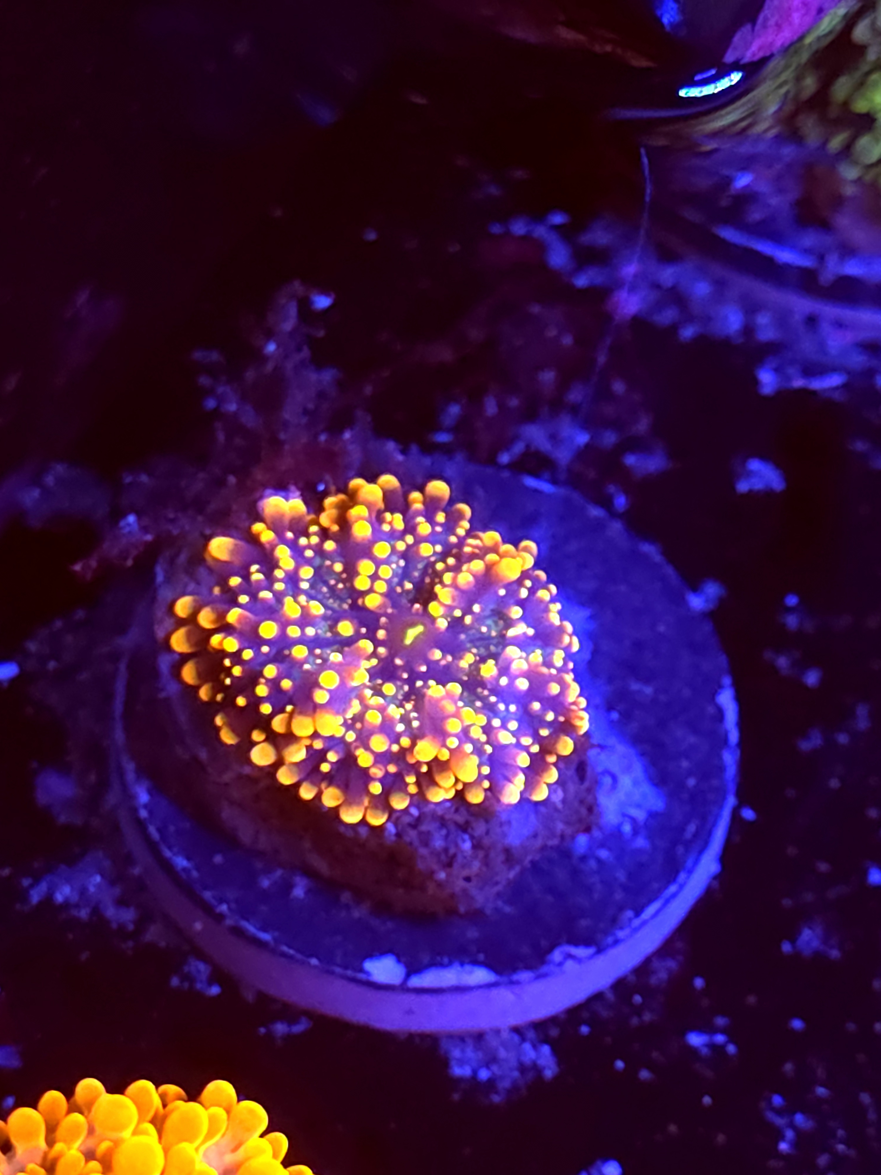 SBB "King Kong" Mushroom Small