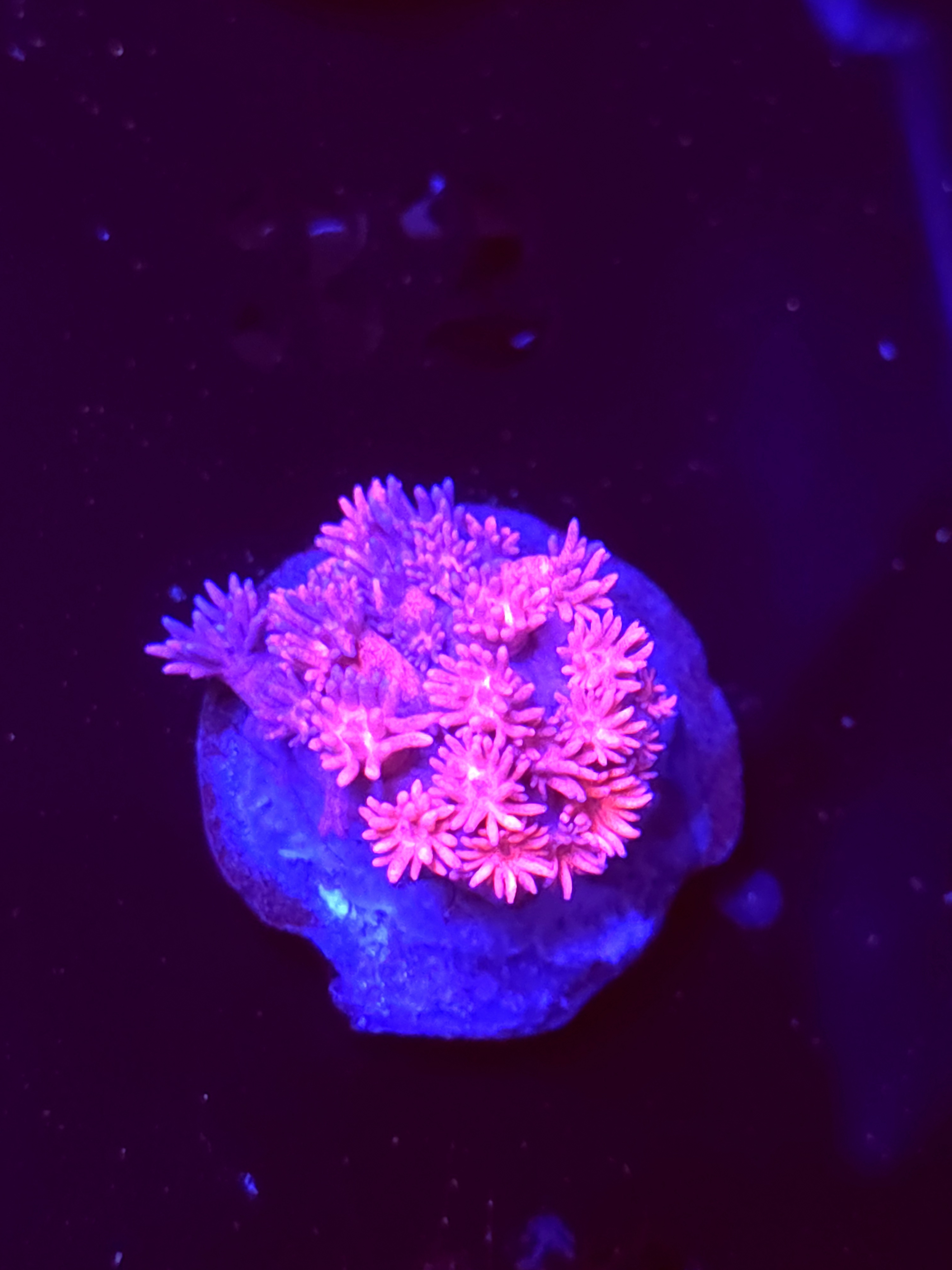 SBB "Candy Blush" Goni Medium