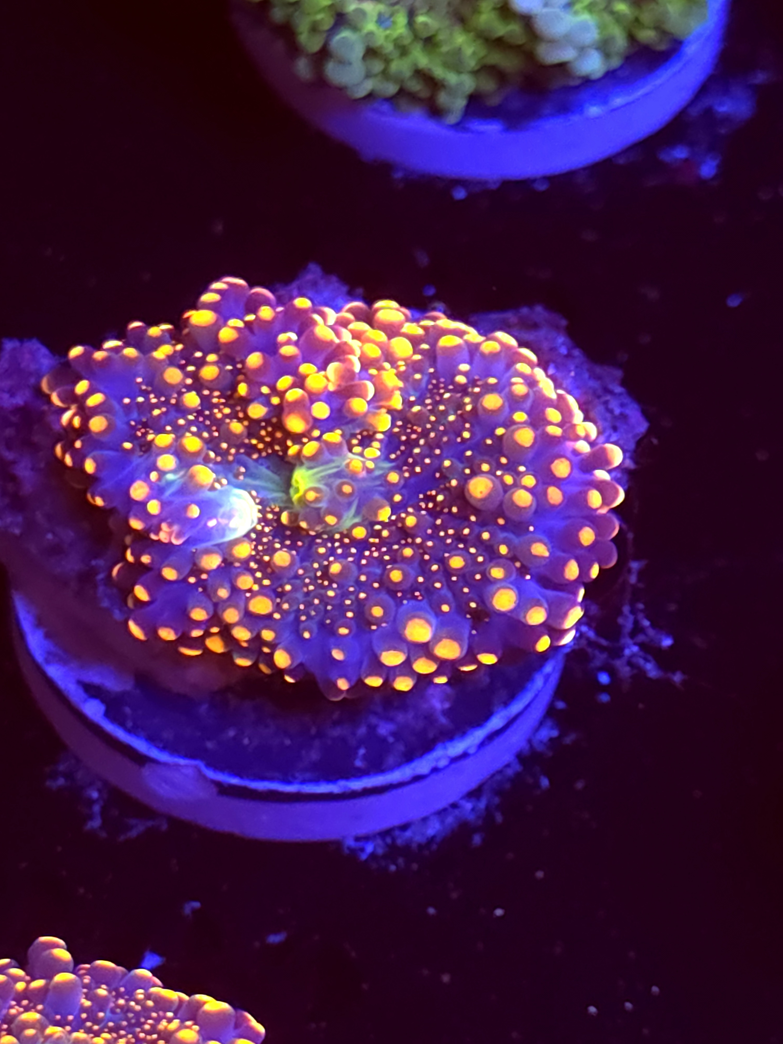 SBB "King Kong" Mushroom Medium