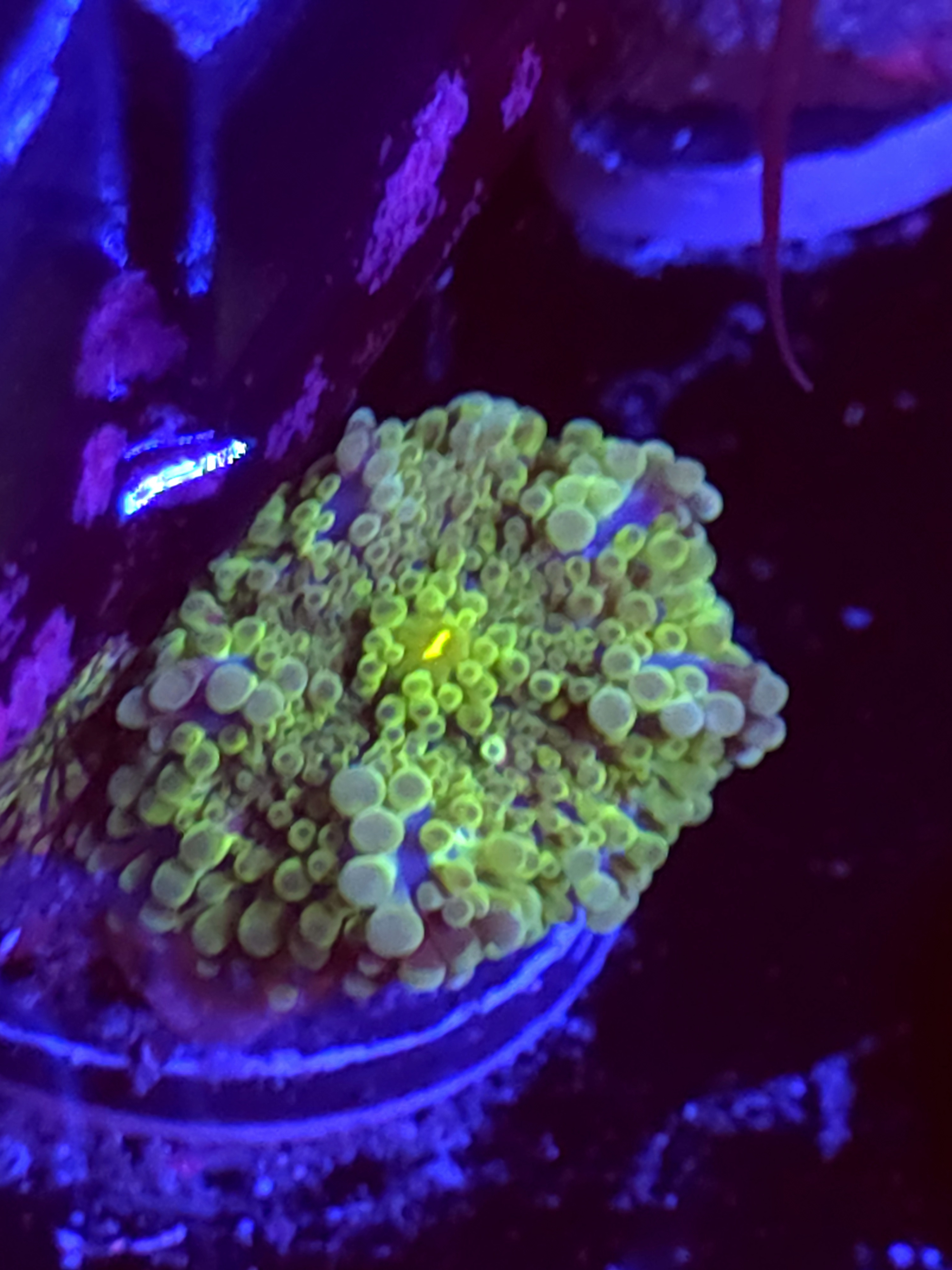 SBB "No Name" Mushroom Medium