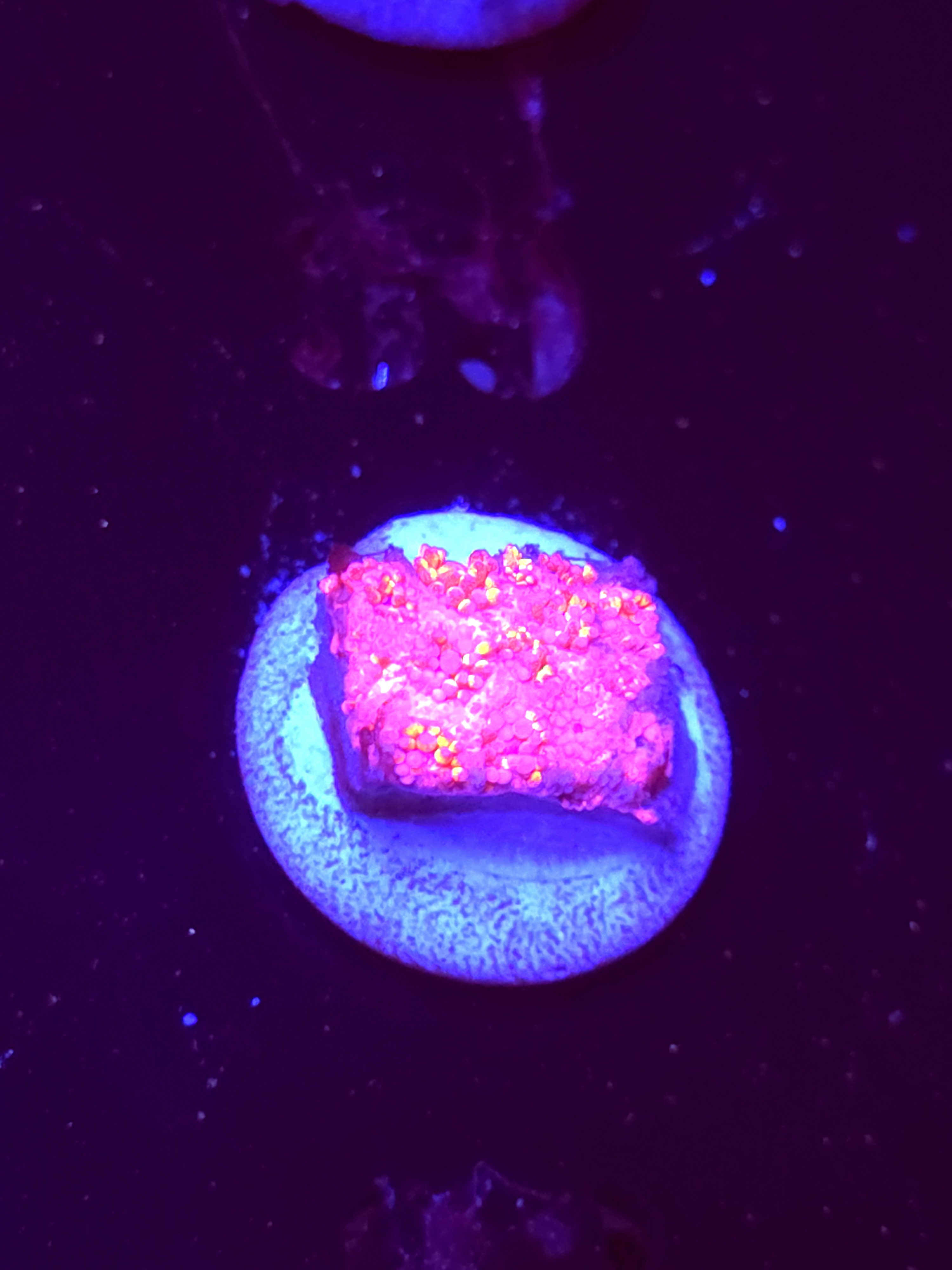 SBB "Skittle Shine" Goni Medium