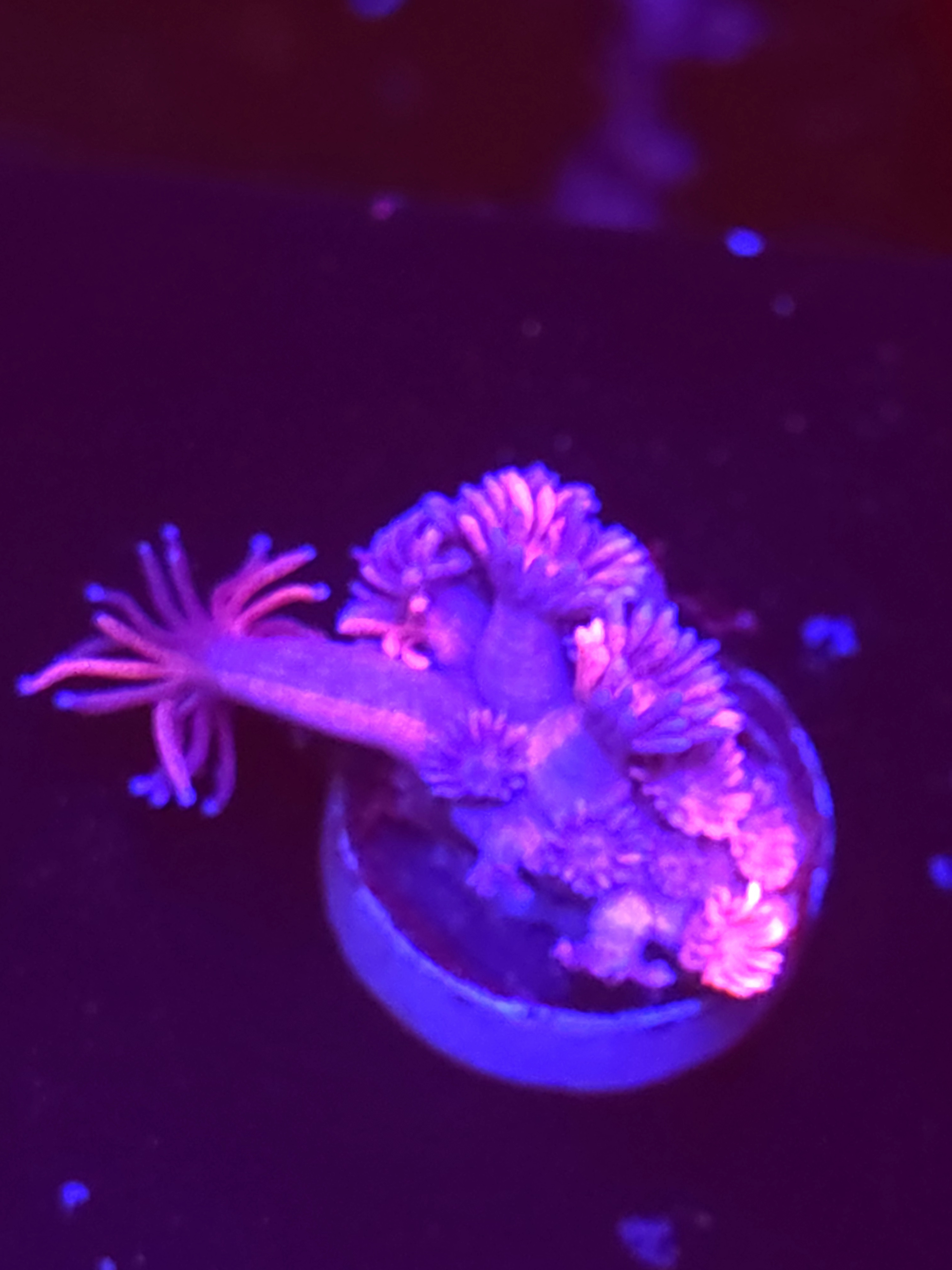 SBB "Oparl Flare" Goni Medium