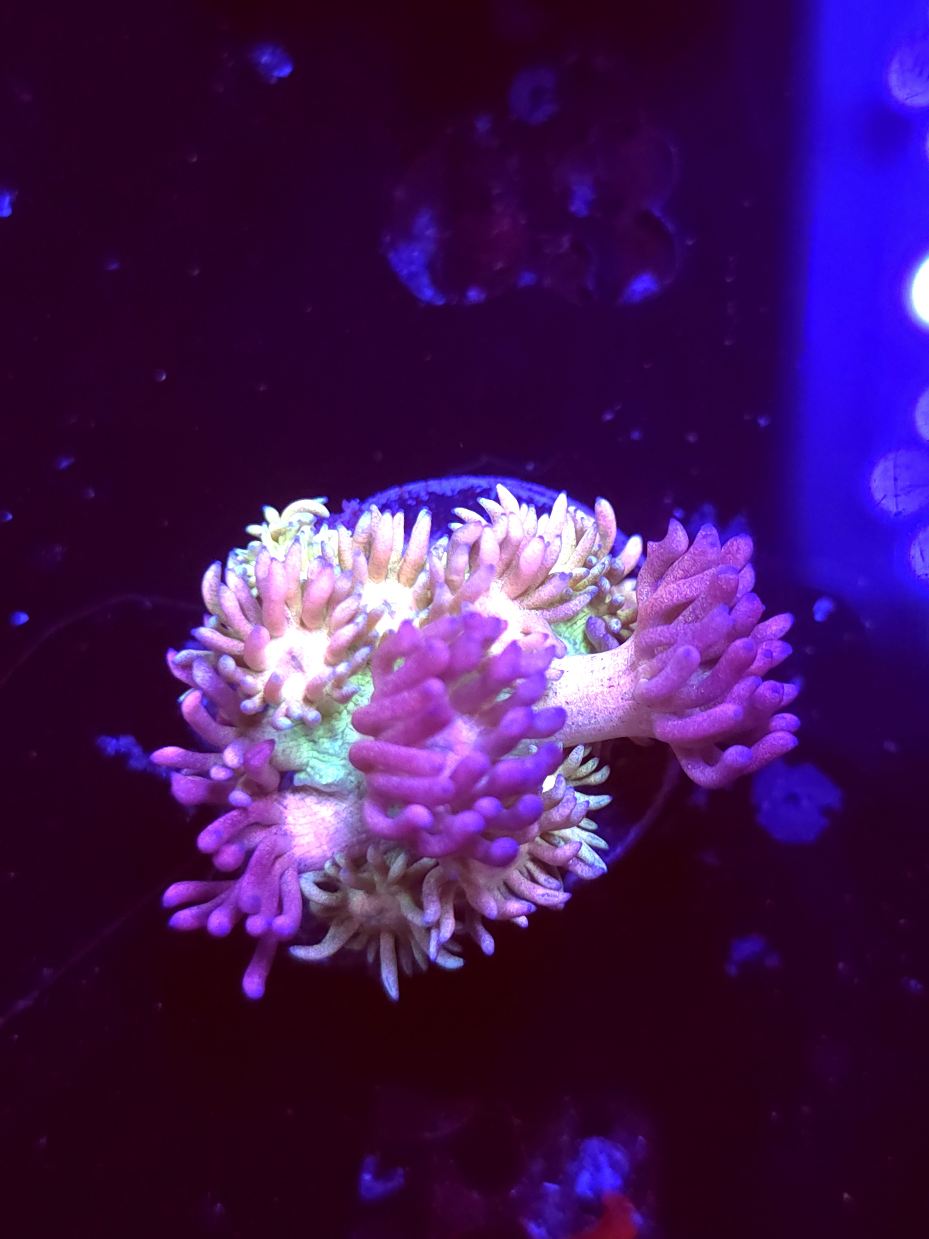 SBB "Hyper Prism" Goni Medium