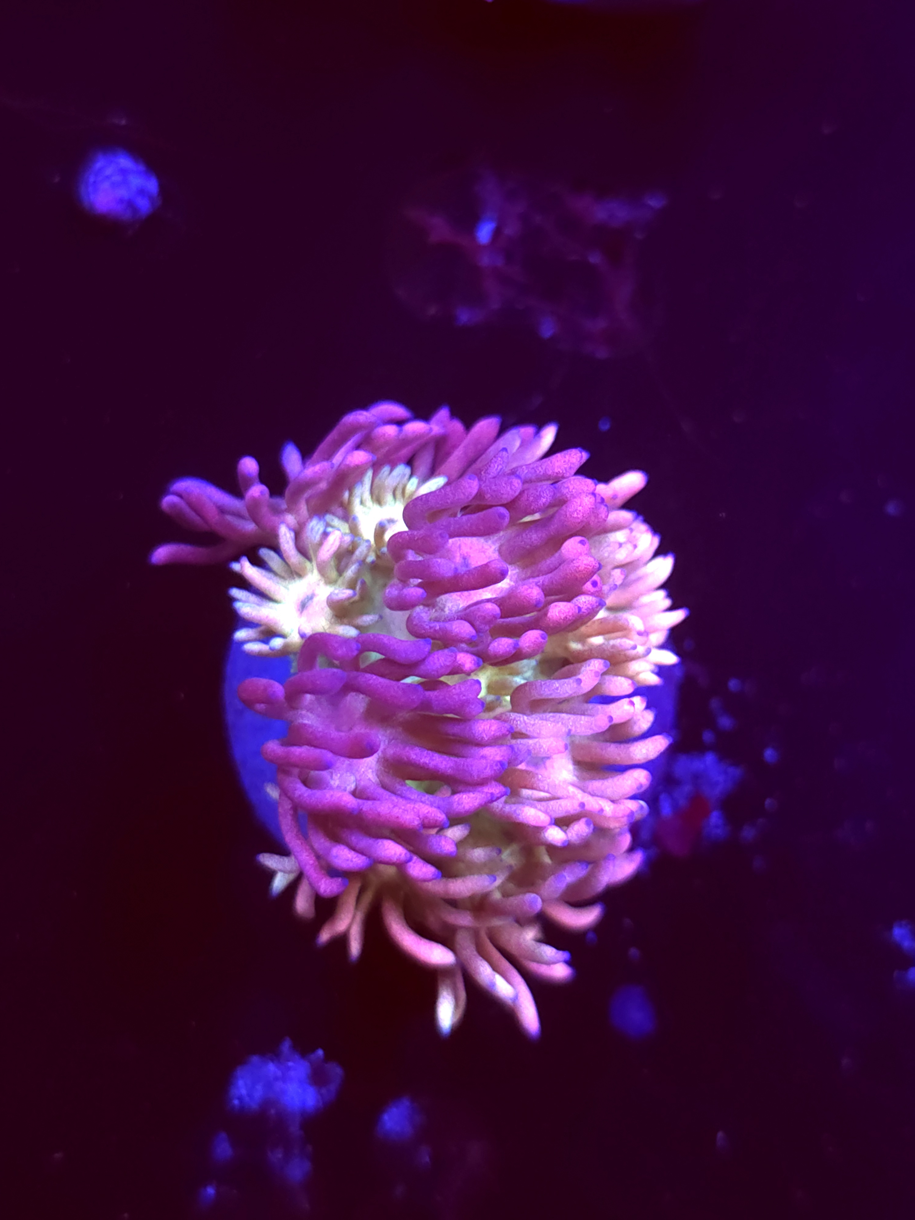 SBB "Hyper Prism" Goni Medium