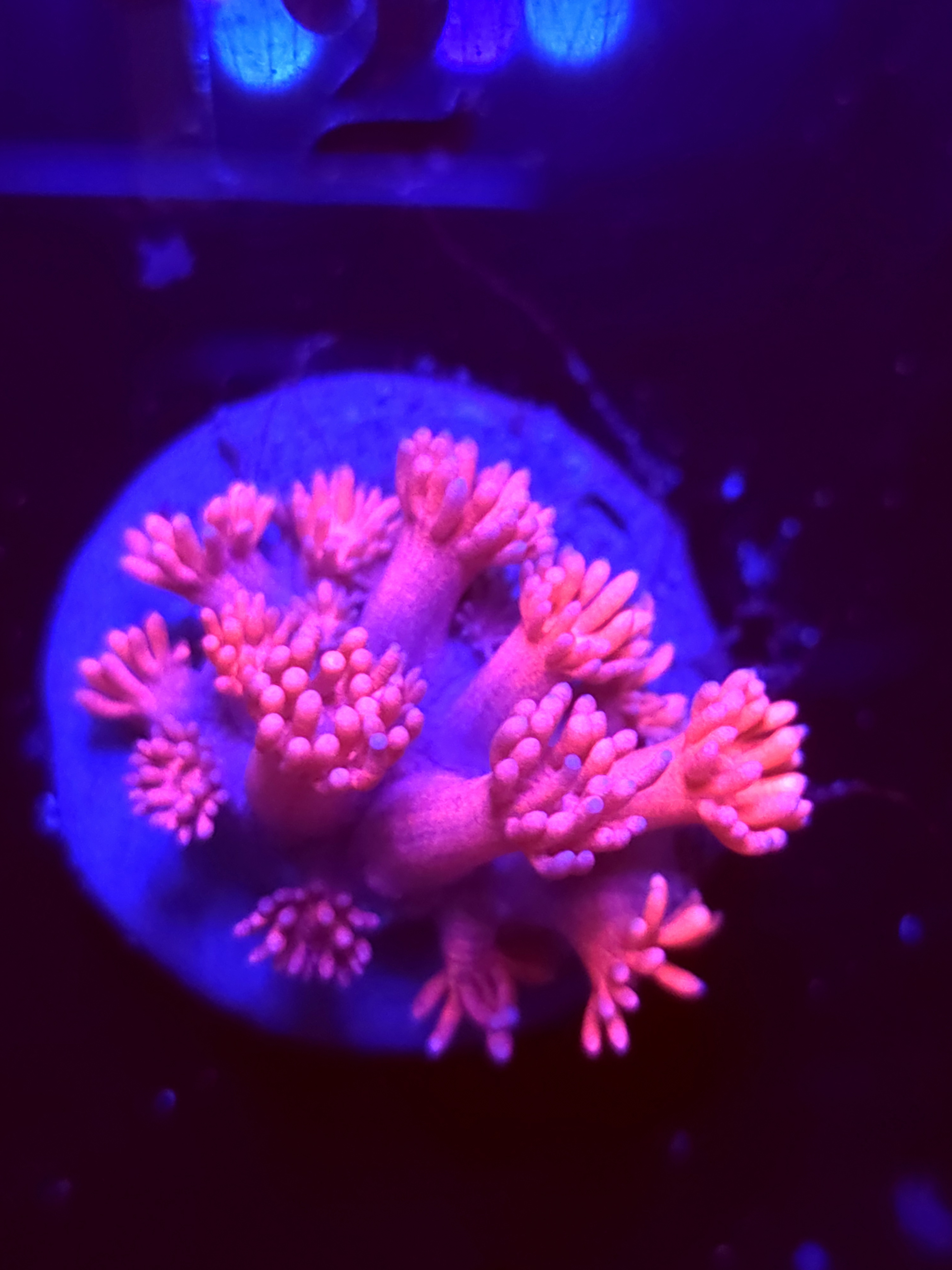 SBB "Jelly Bloom" Goni Medium