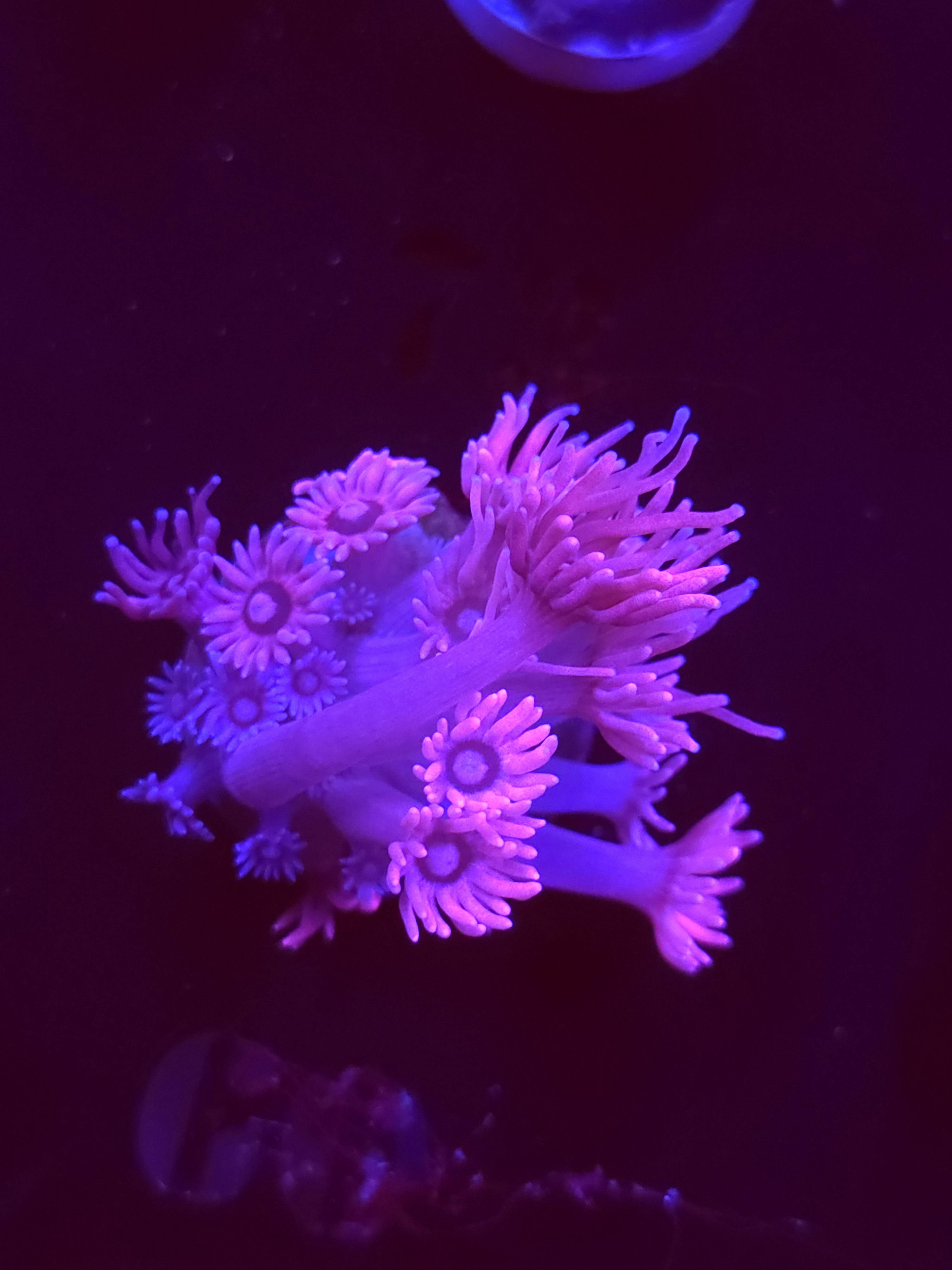 SBB "Sherbert Swirl" Goni Medium