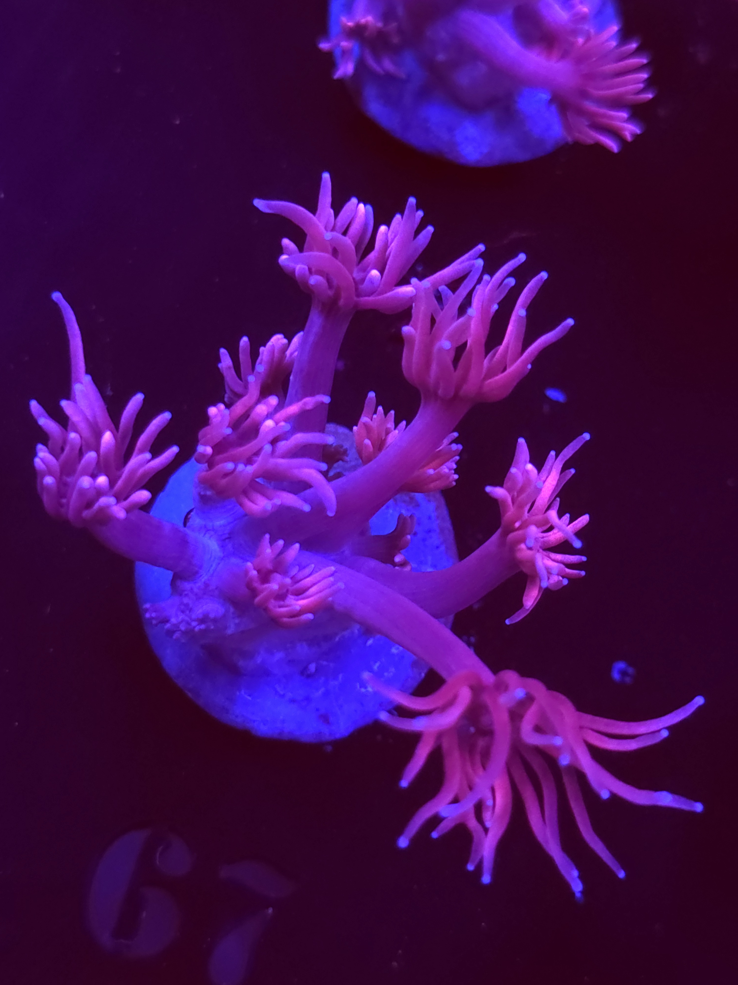 SBB "Sherbert Swirl" Goni Medium