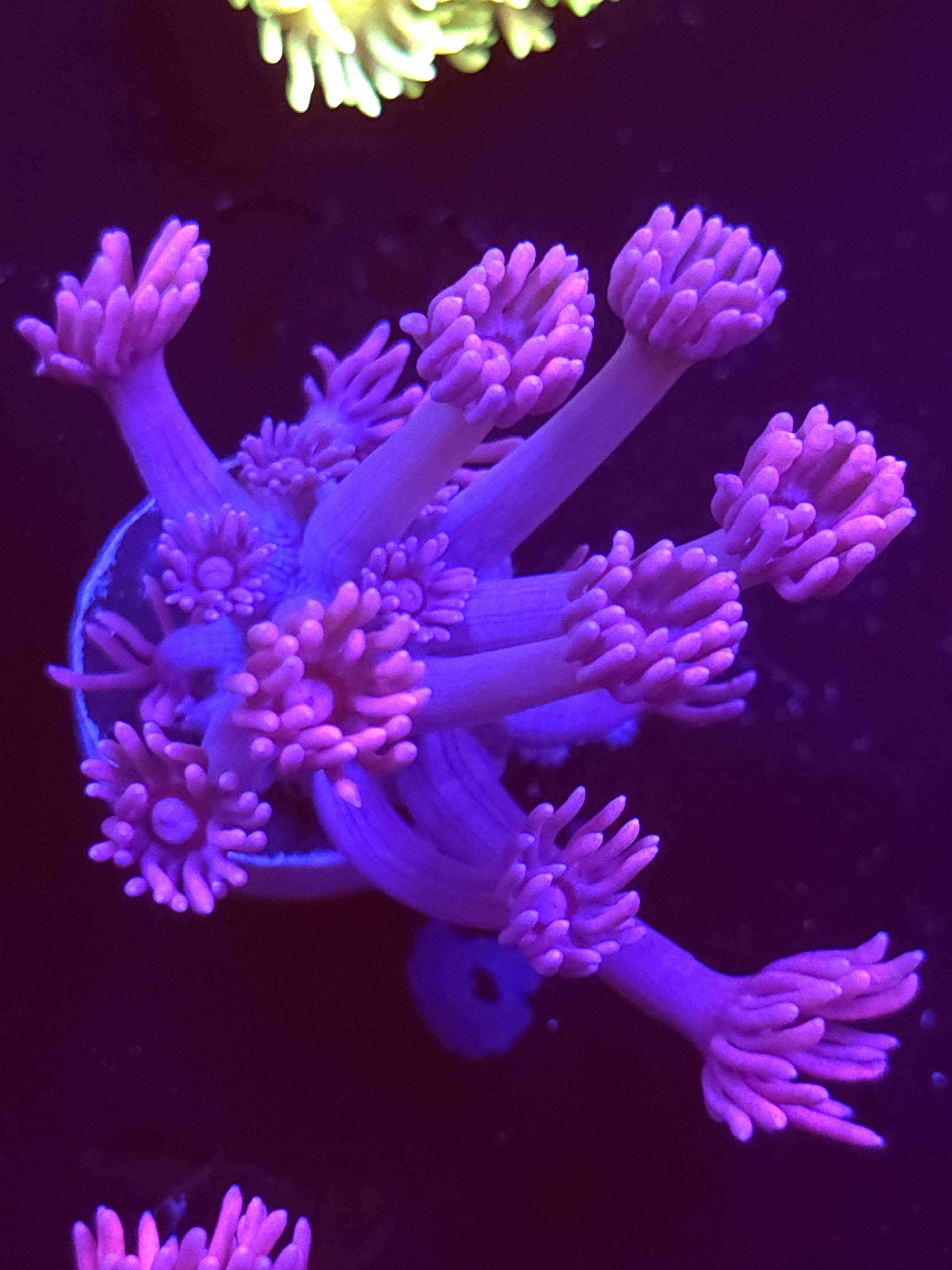 SBB "Sherbert Swirl" Goni Medium