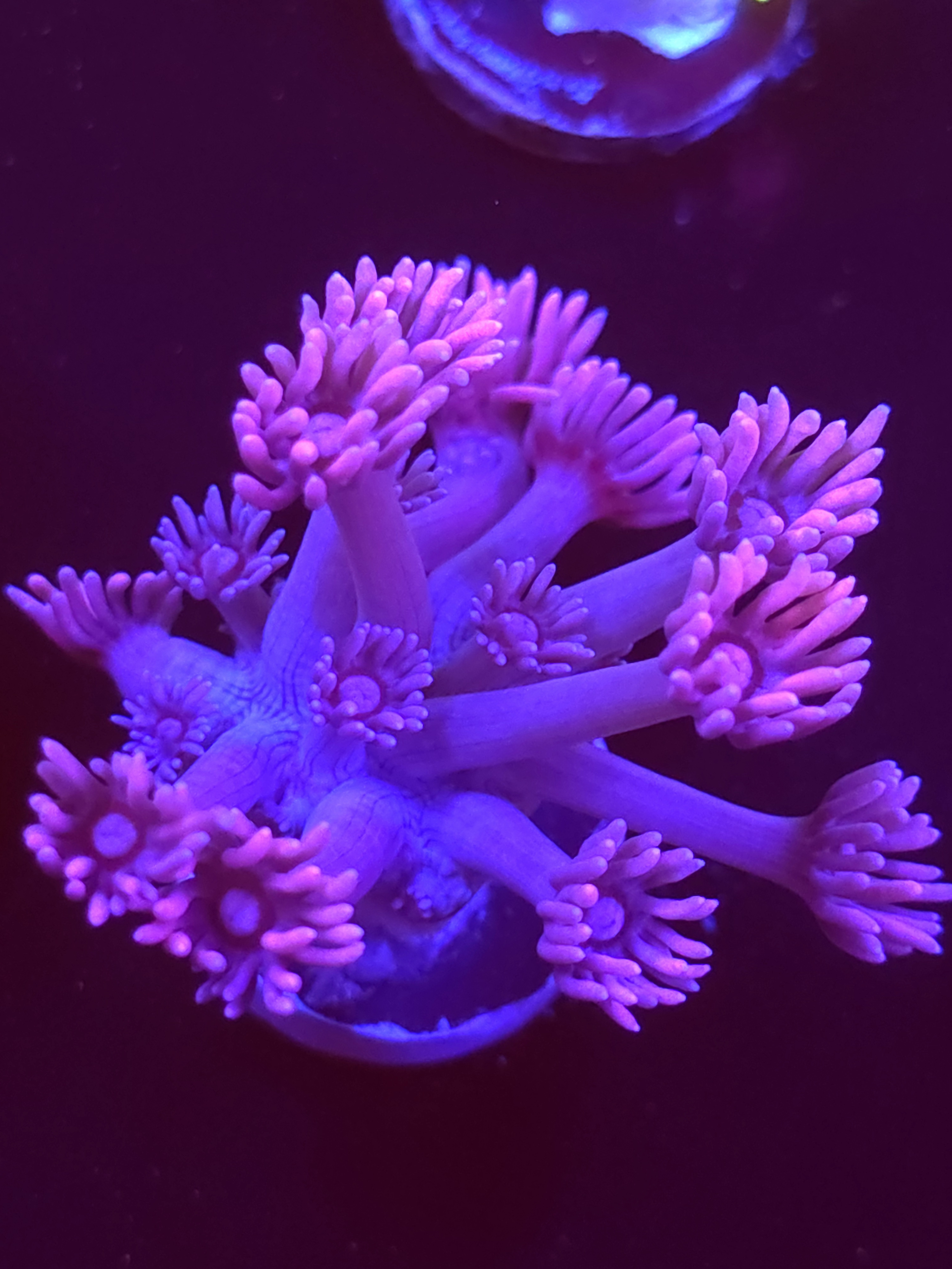 SBB "Sherbert Swirl" Goni Medium