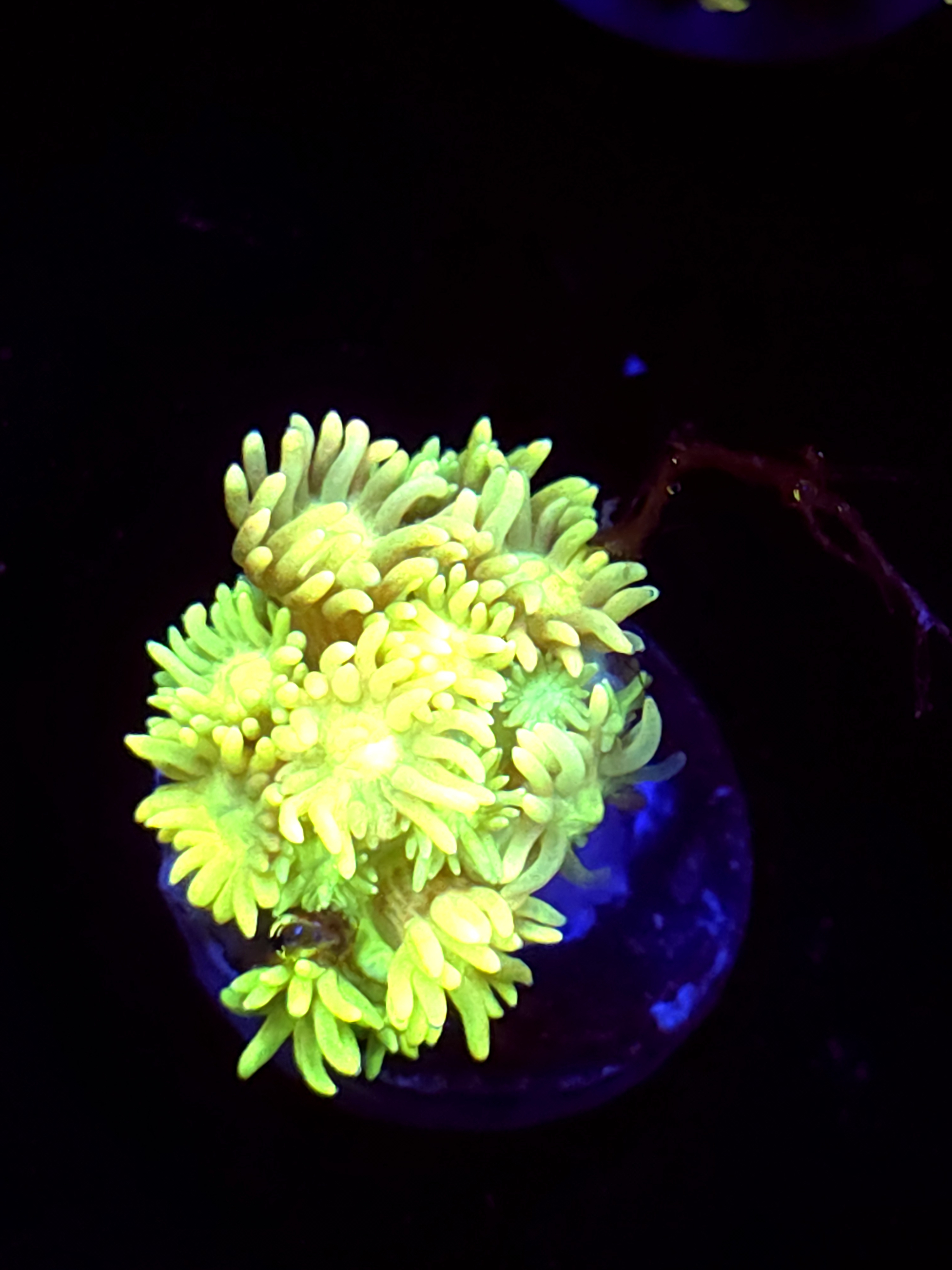 SBB "Lolli Shine" Goni Medium