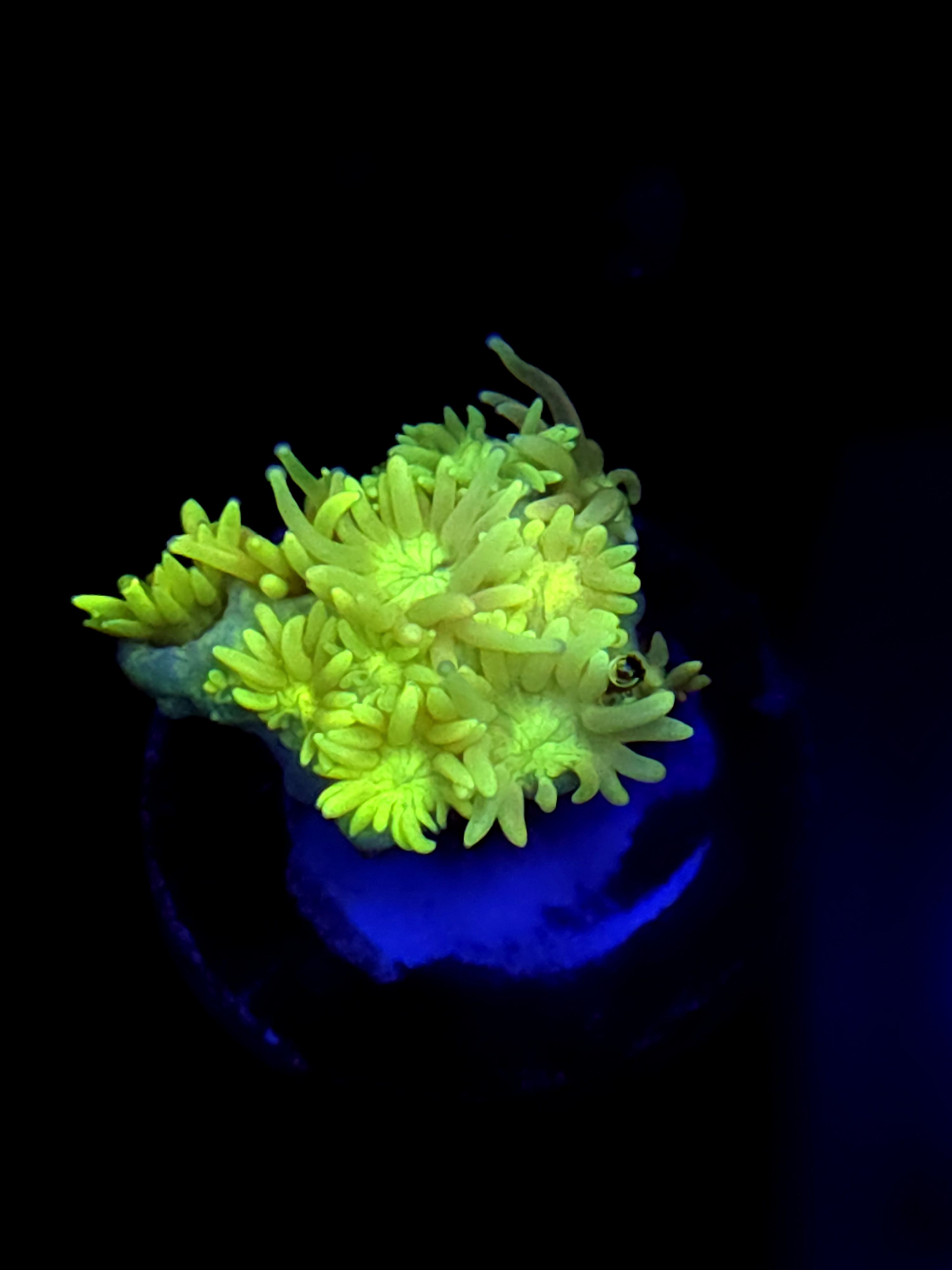 SBB "Lolli Shine" Goni Medium