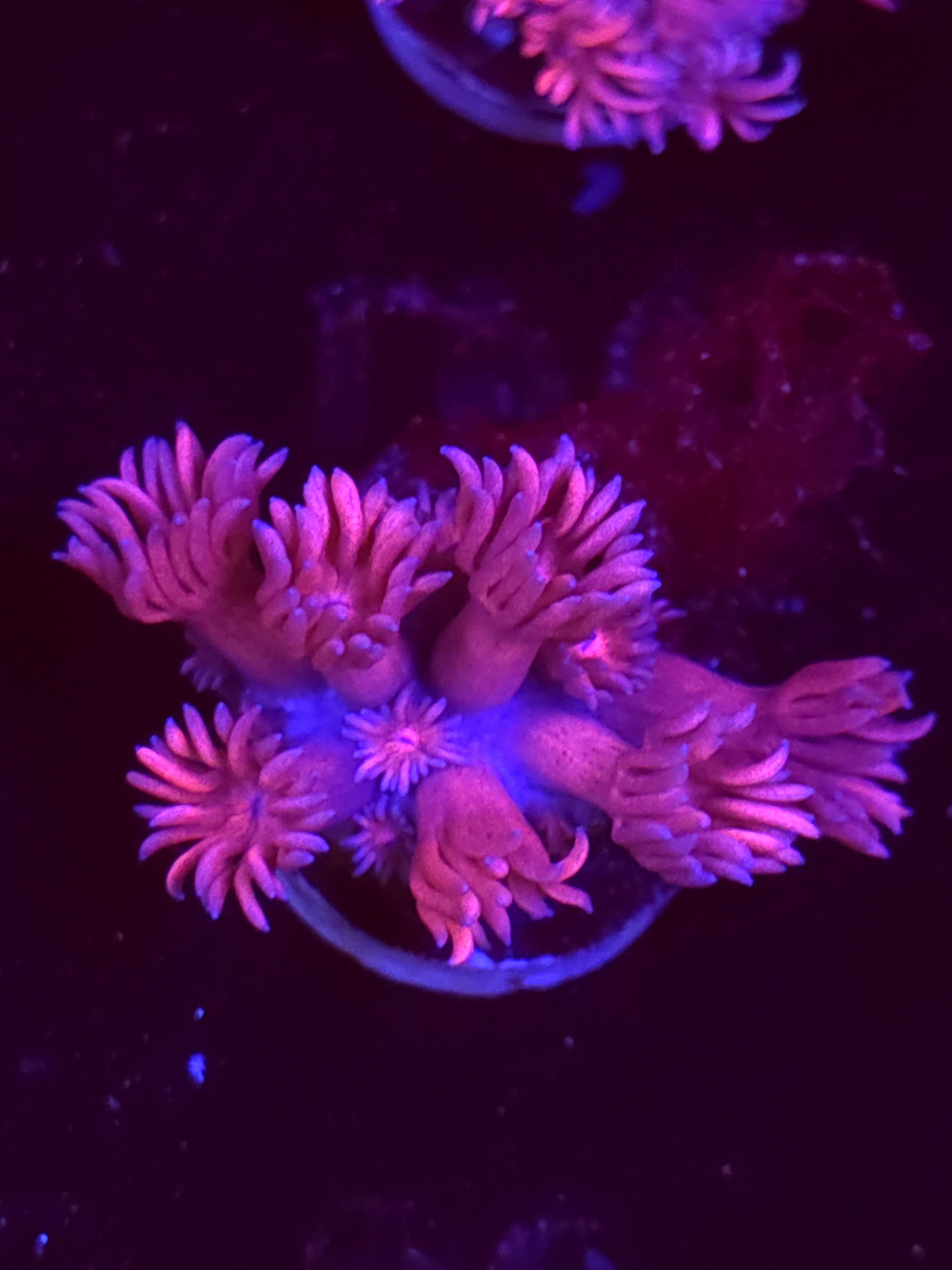 SBB "Frosted Donut" Goni Medium