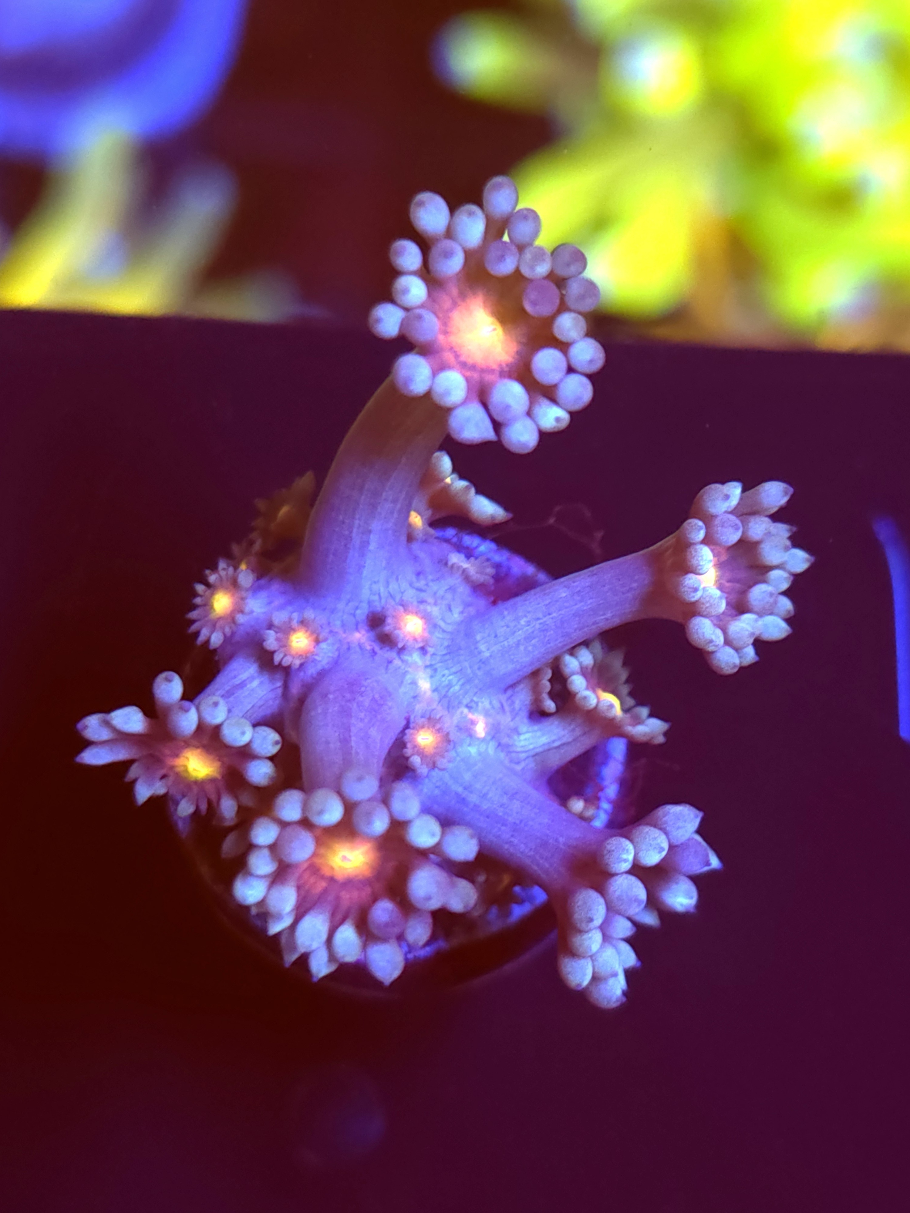 SBB "Venom Candy" Goni Medium