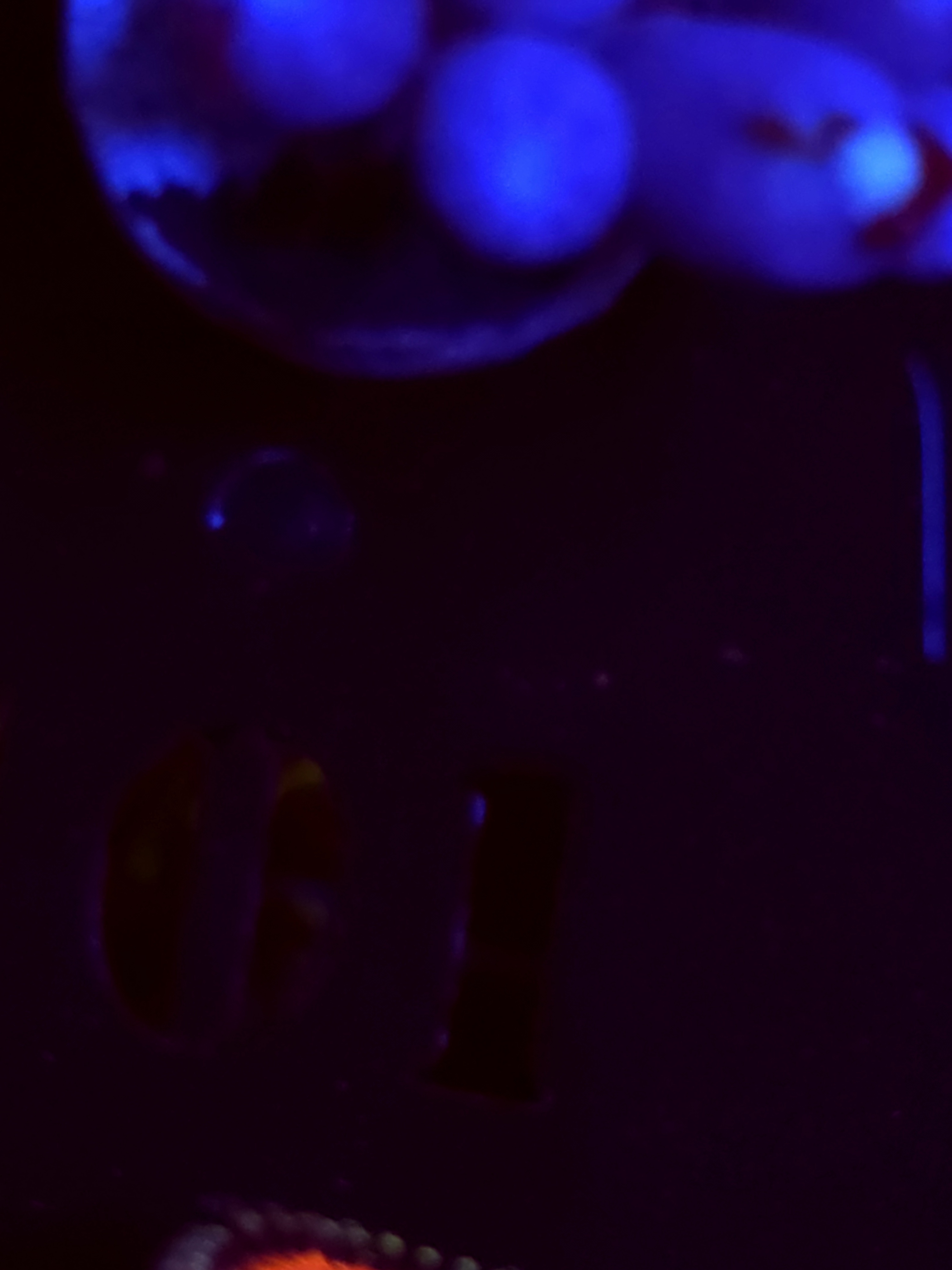 SBB "No Name" Zoa Mini Colony