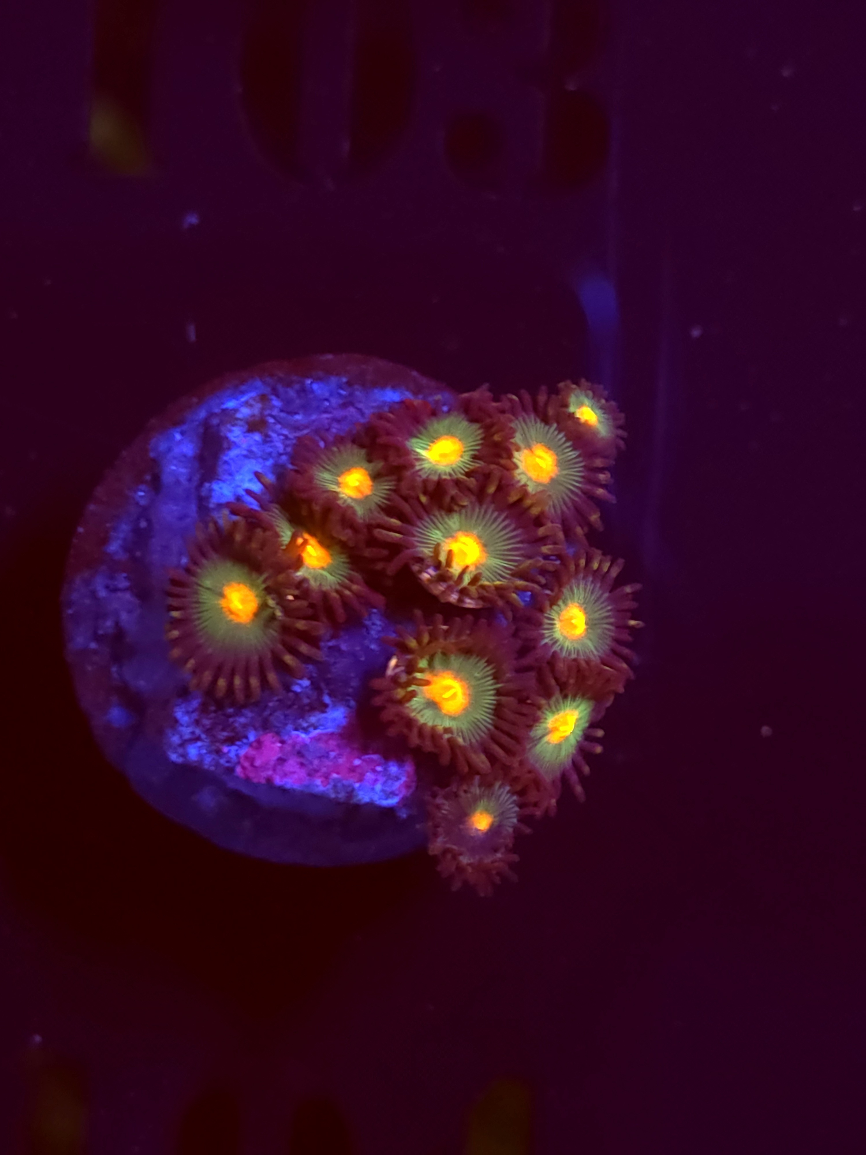 SBB "No Name" Zoa 6+ Polyps