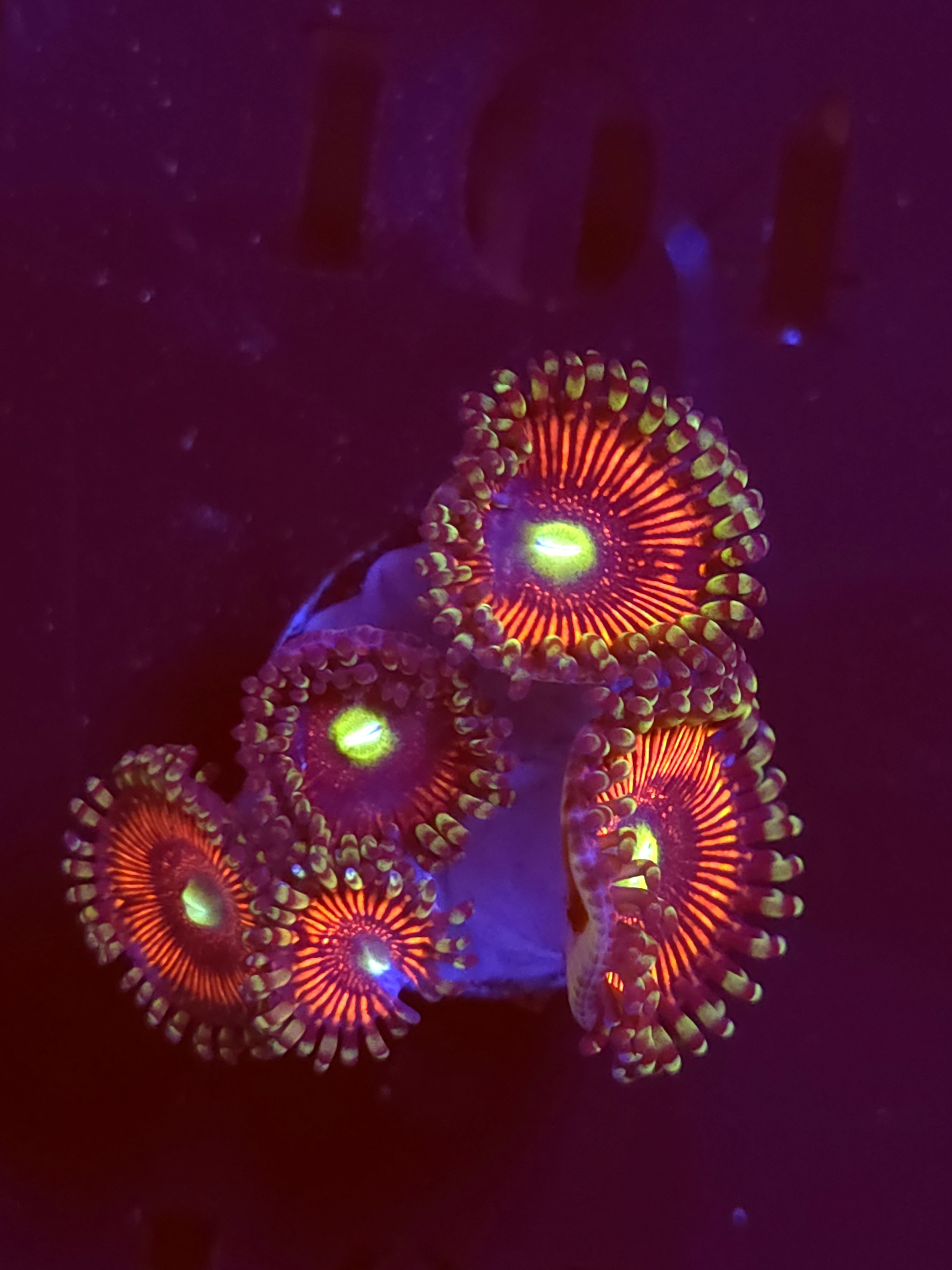 SBB "Mystery Signature" Zoa 5 Polyps