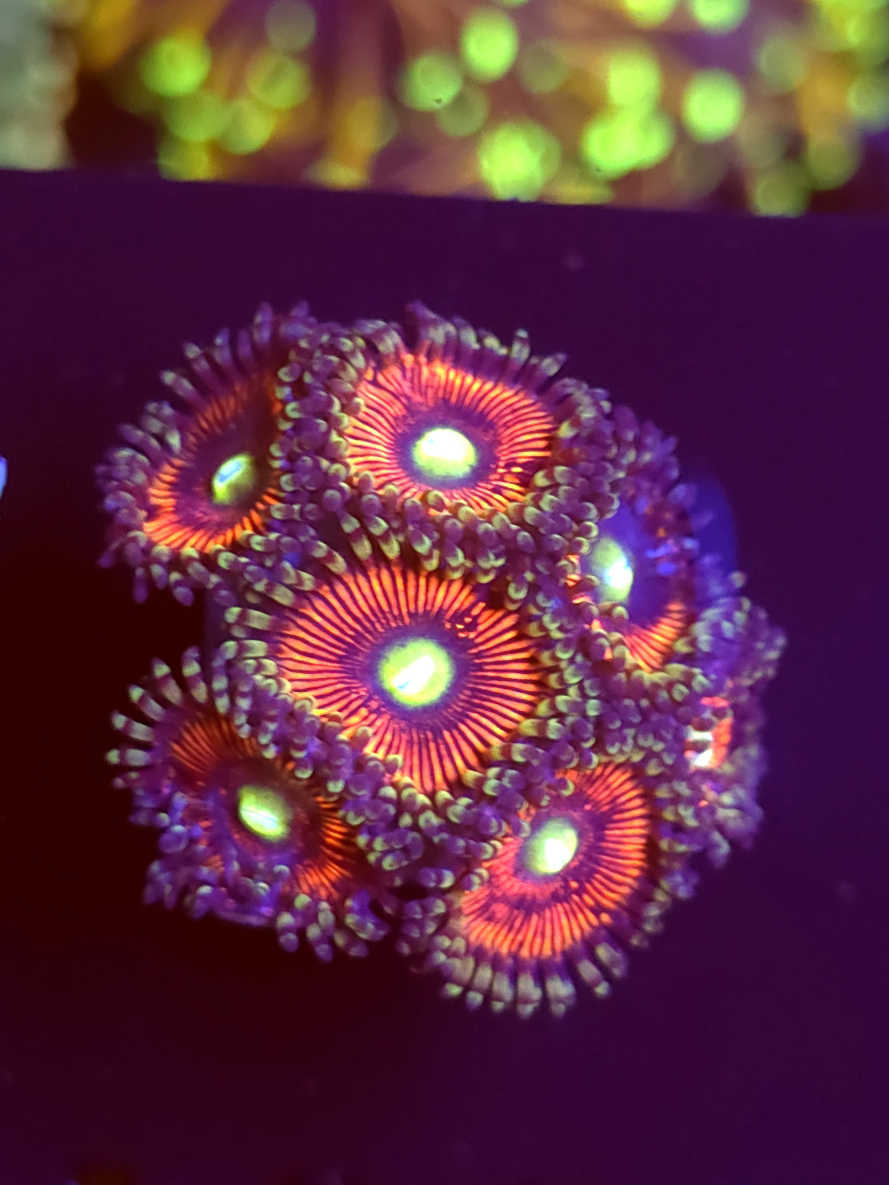 SBB "Iron Throne" Zoa 6+ Polyps