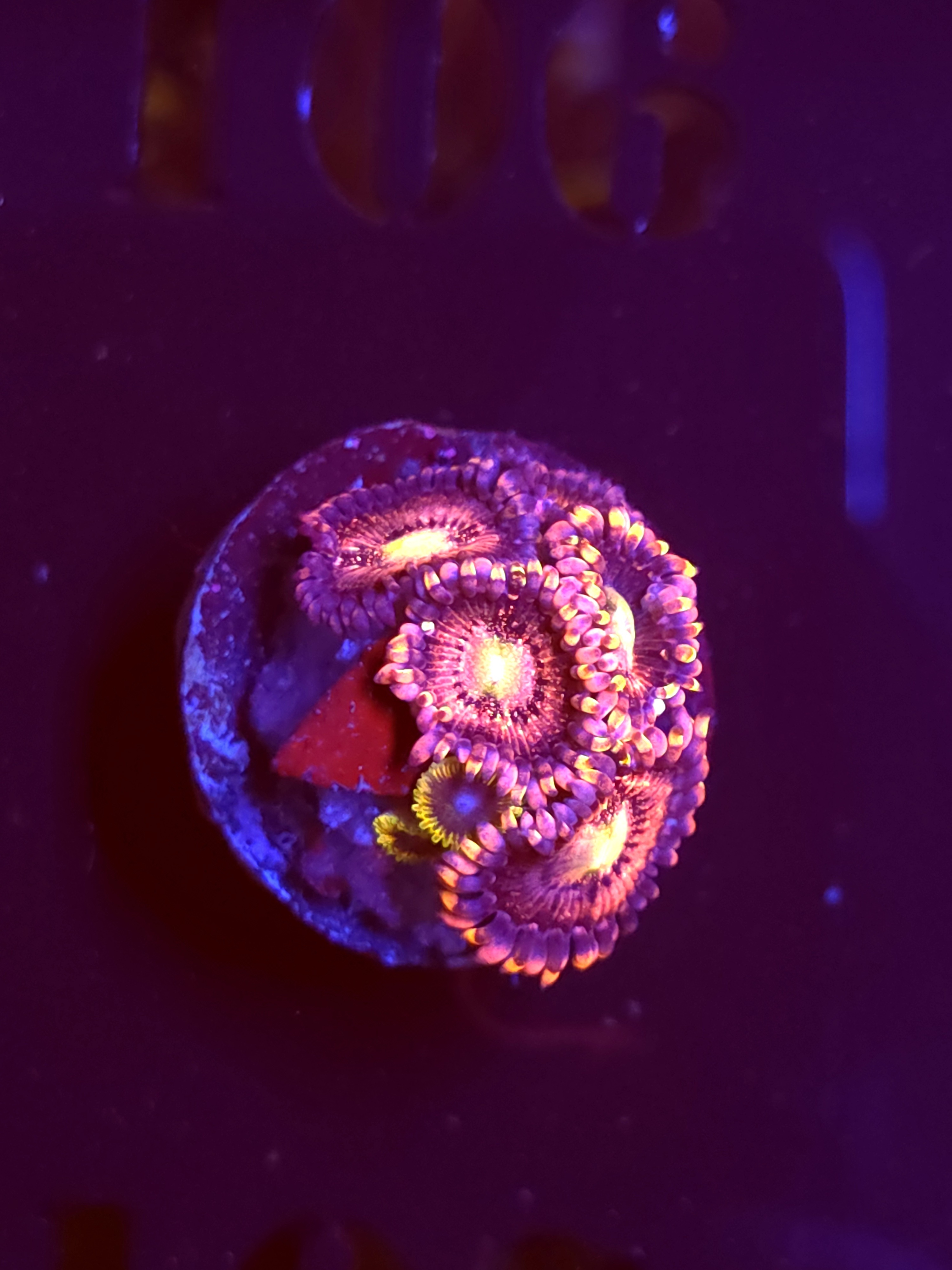 SBB "No Name" Zoa 3 Polyps