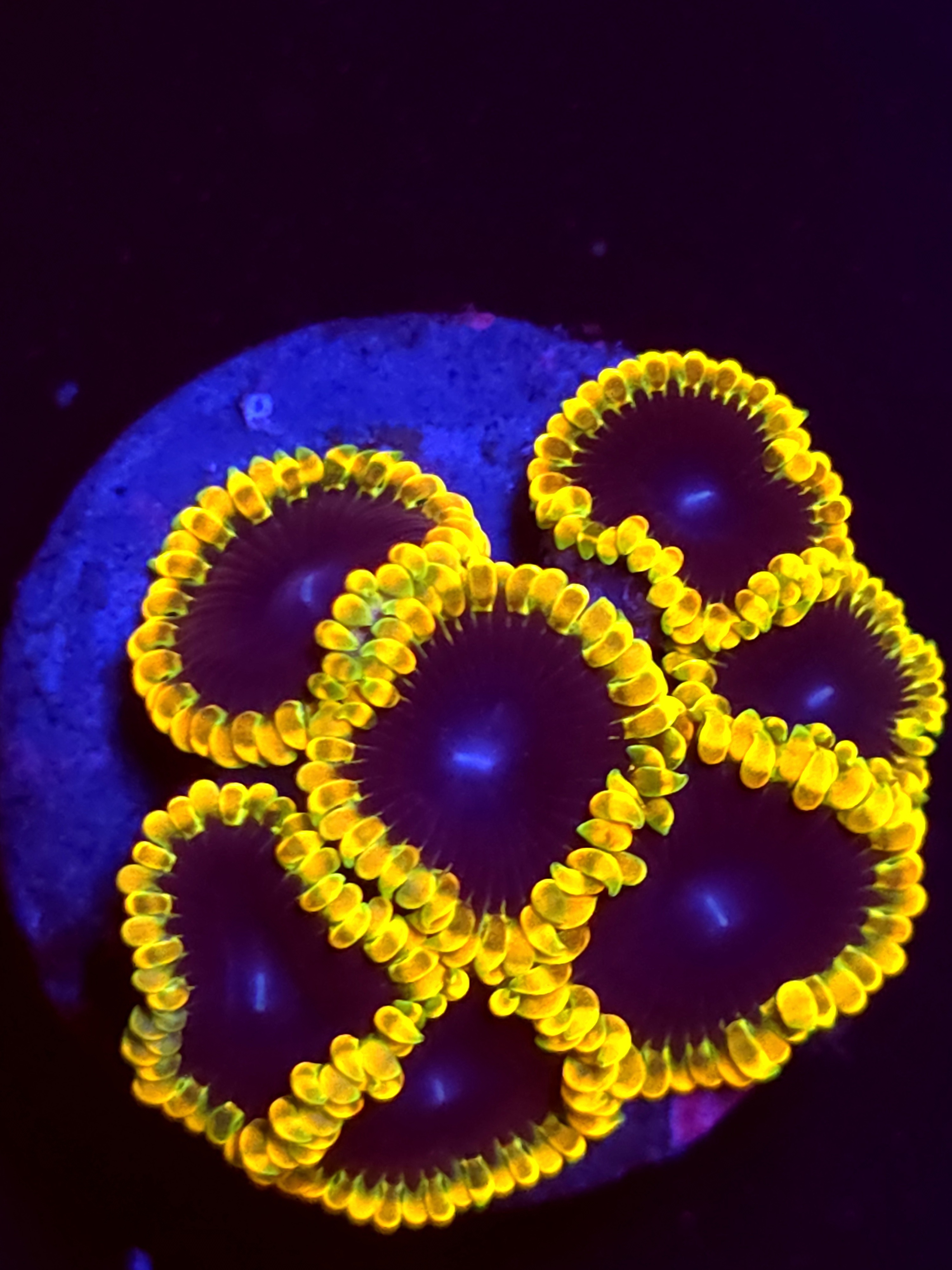 SBB "No Name" Zoa 5+ Polyps