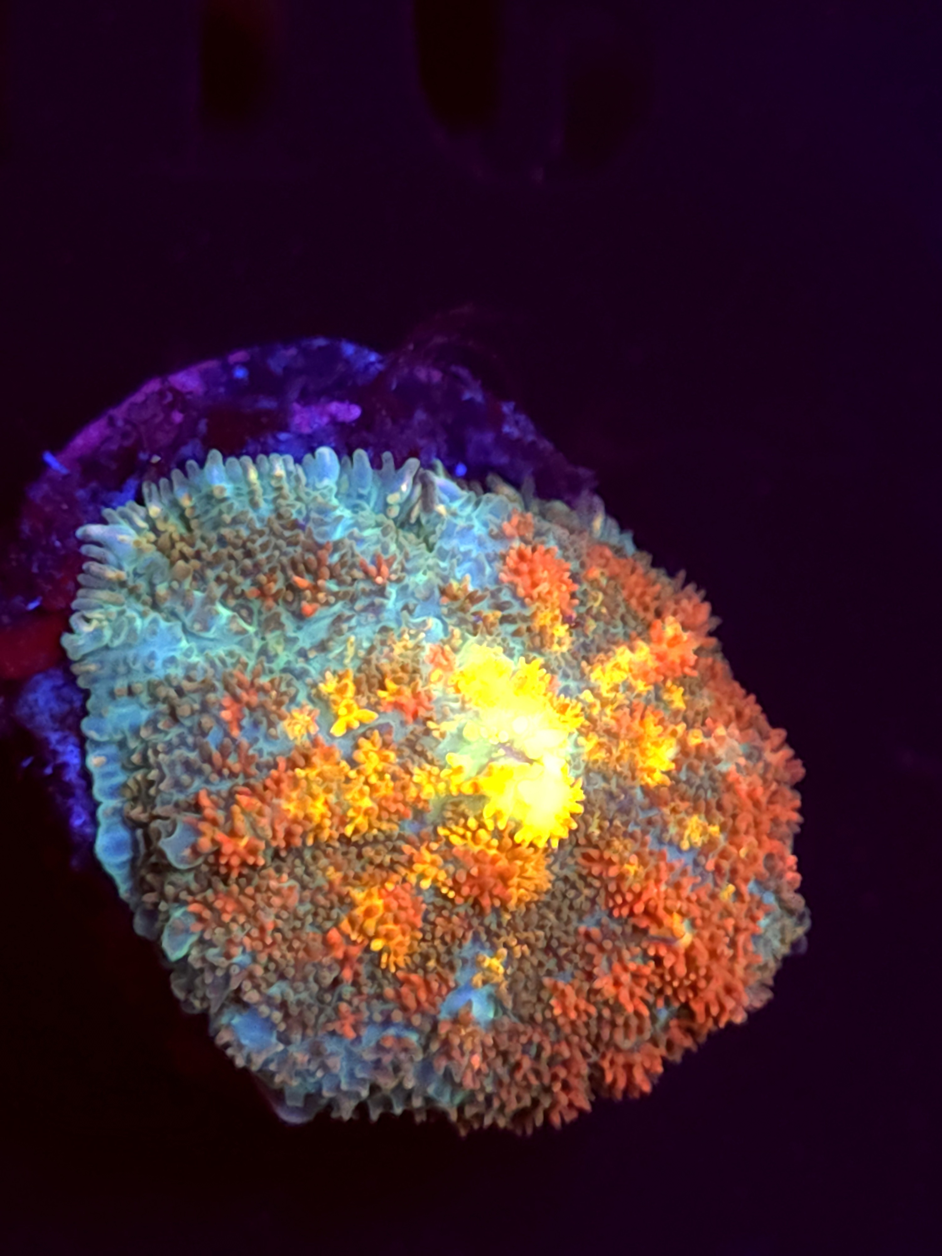 SBB "Mystery Signature" Mushroom Medium