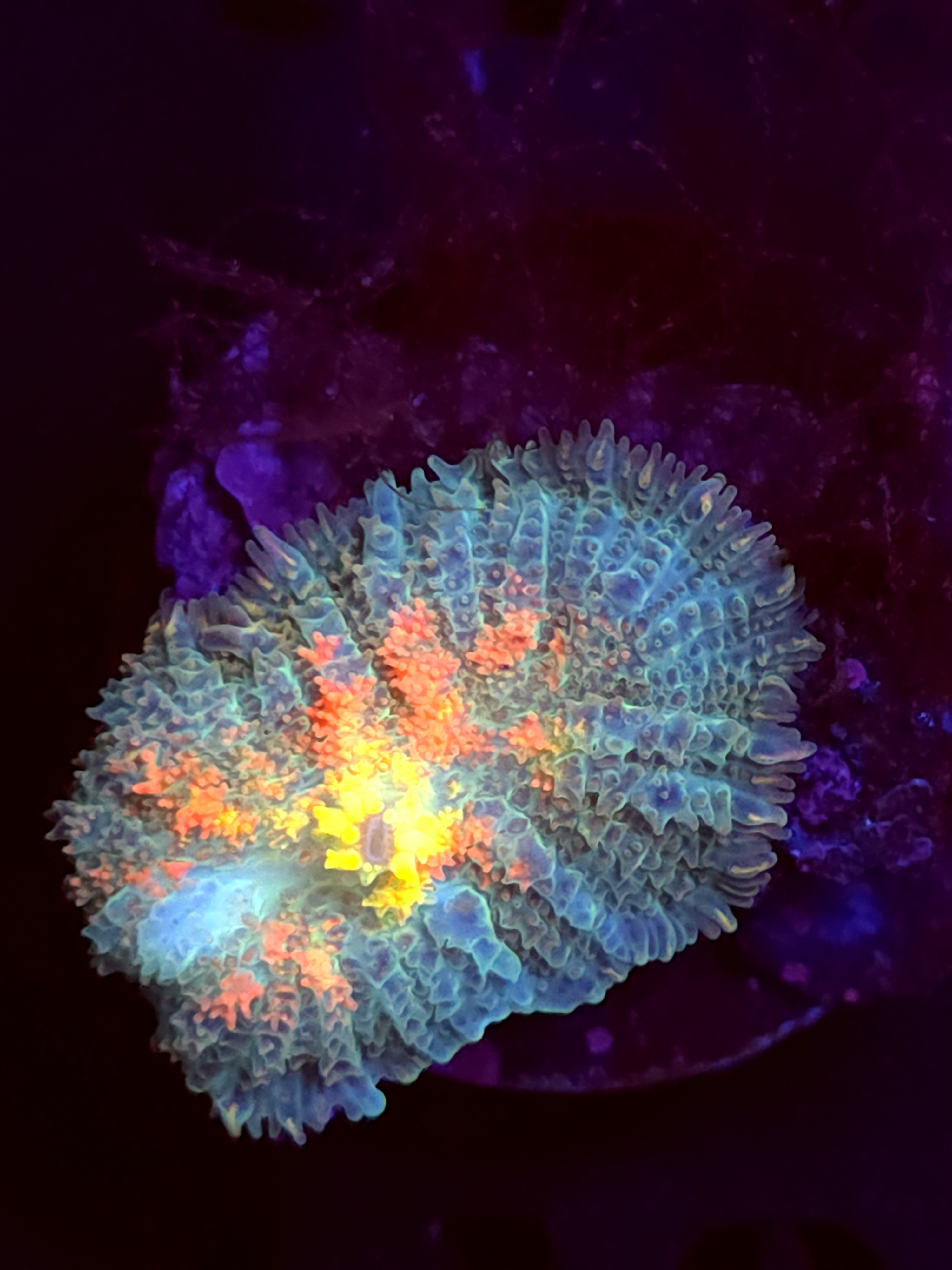 SBB "Orange Dream" Mushroom medium