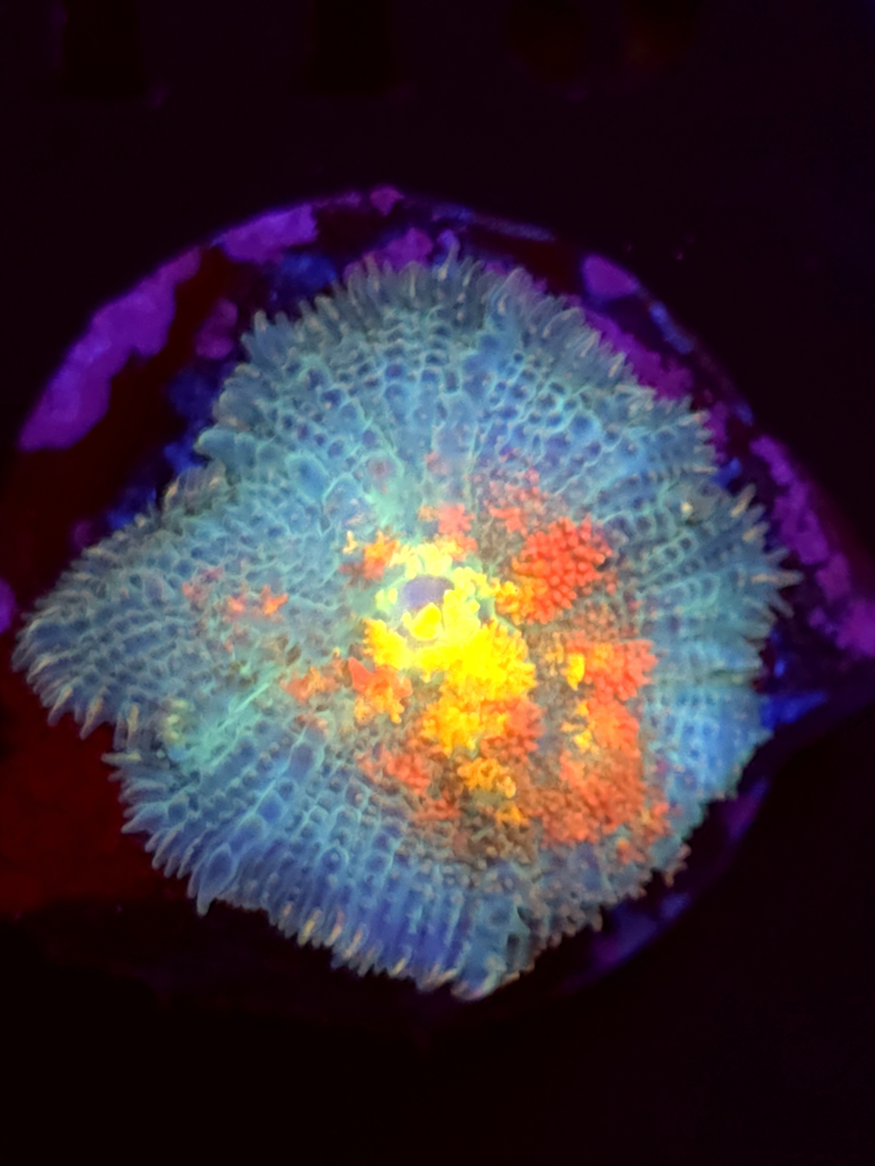 SBB "Orange Dream" Mushroom Medium