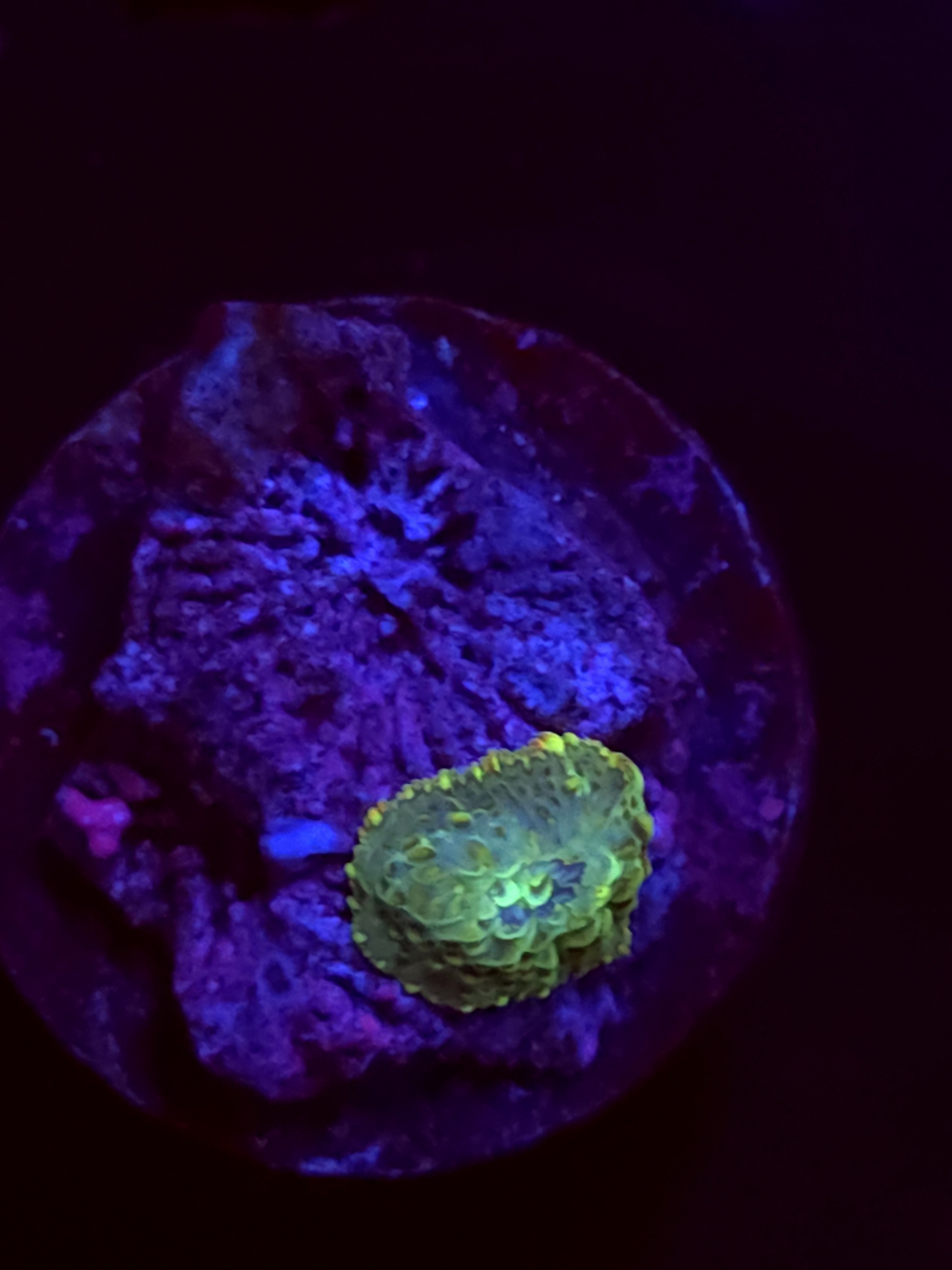 SBB "Frost Beam" Mushroom Booger