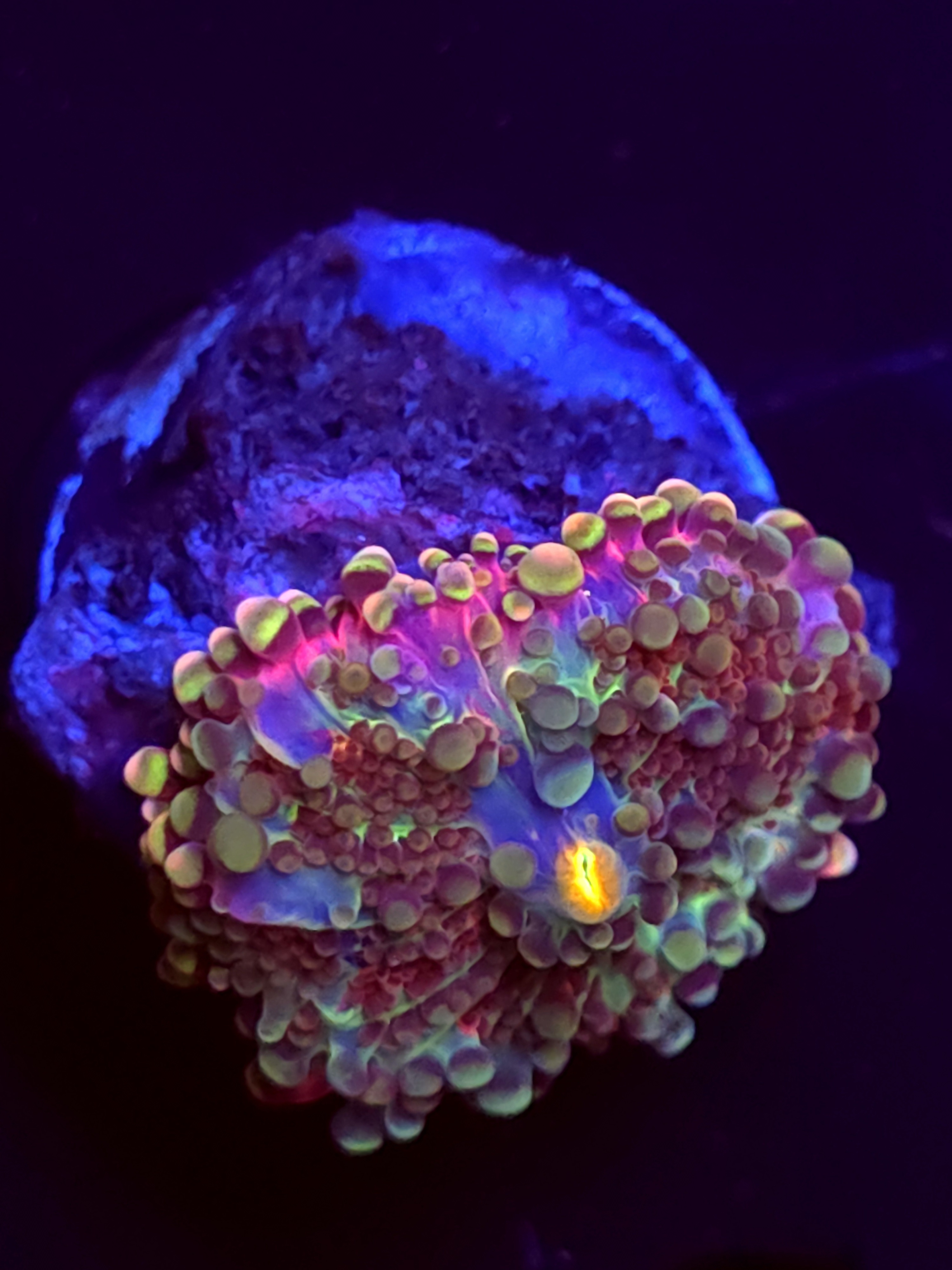 SBB "Roayal Prism" Mushroom Small