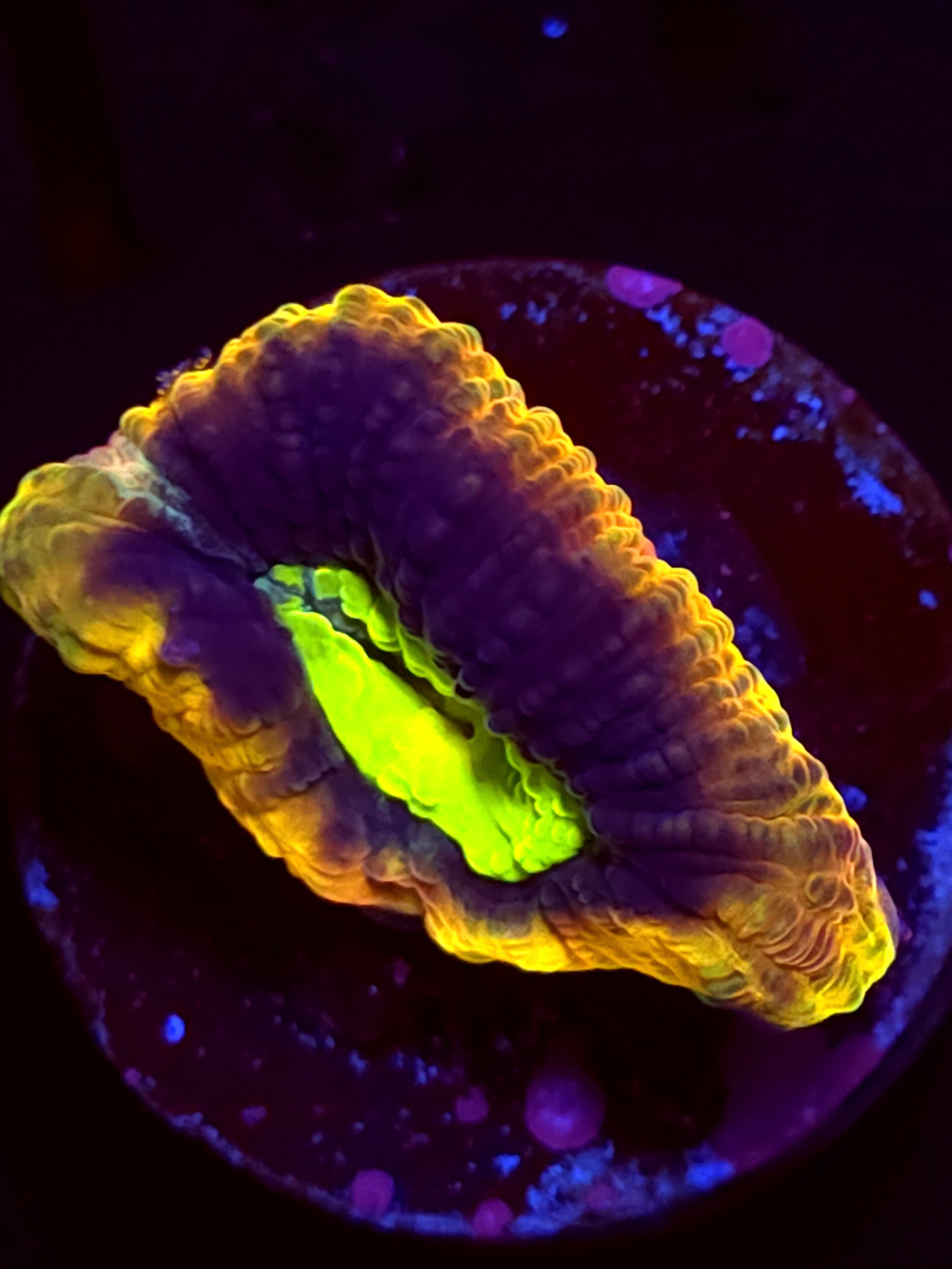 SBB "Dragon Soul" Favia 1 Eye