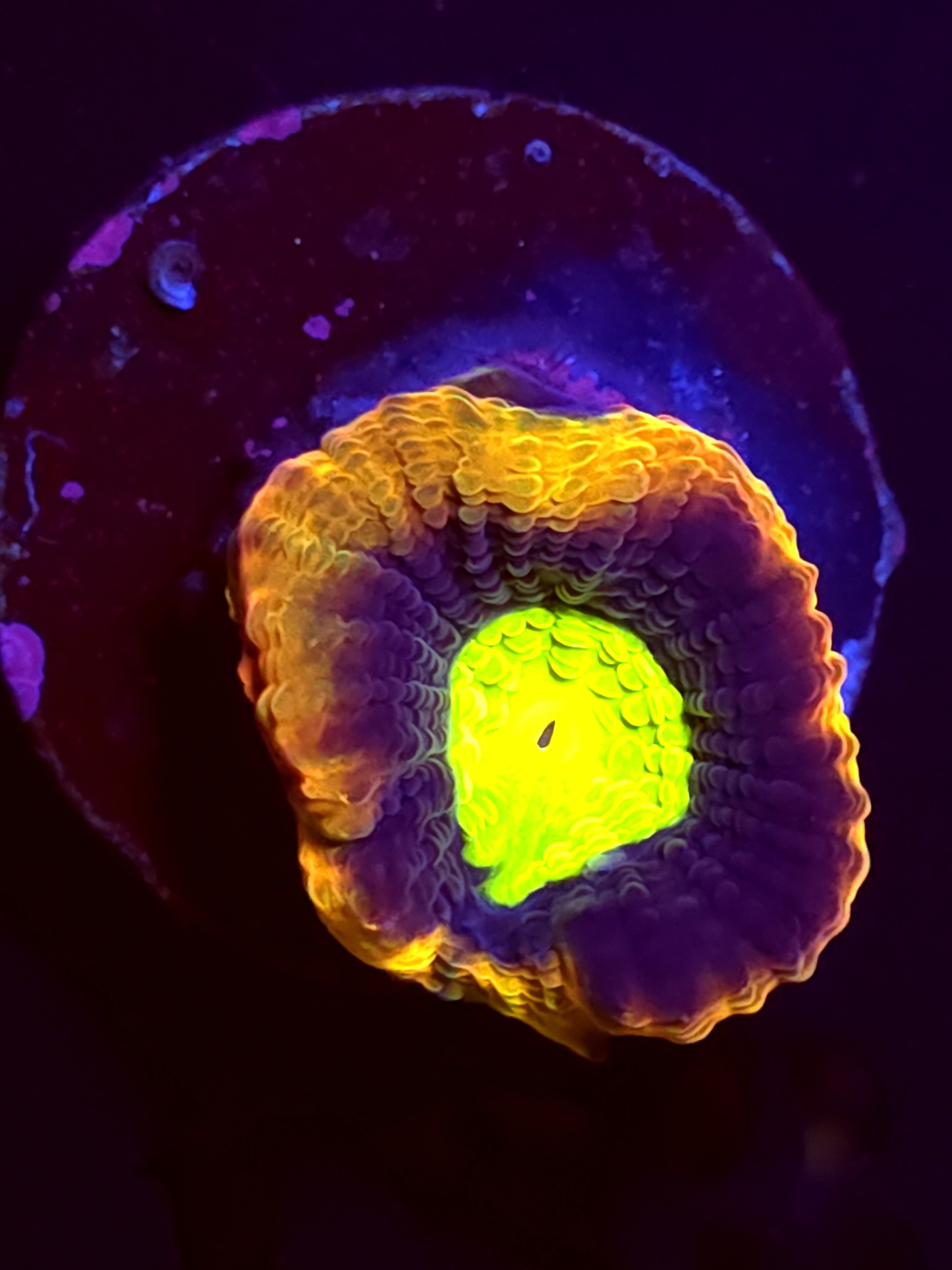 SBB "Mystery Signature" Favia 1 Eye