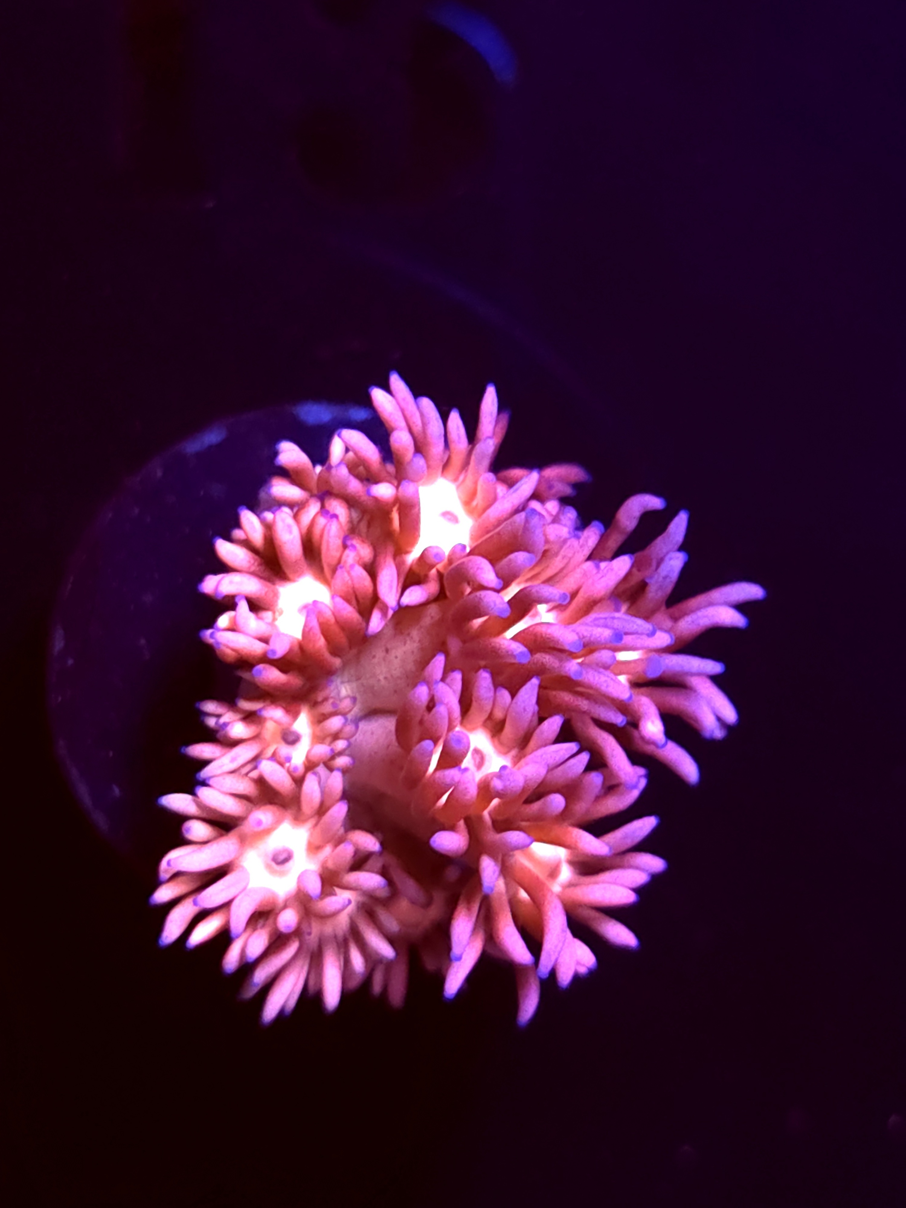 SBB "Color Storm" Goni Medium