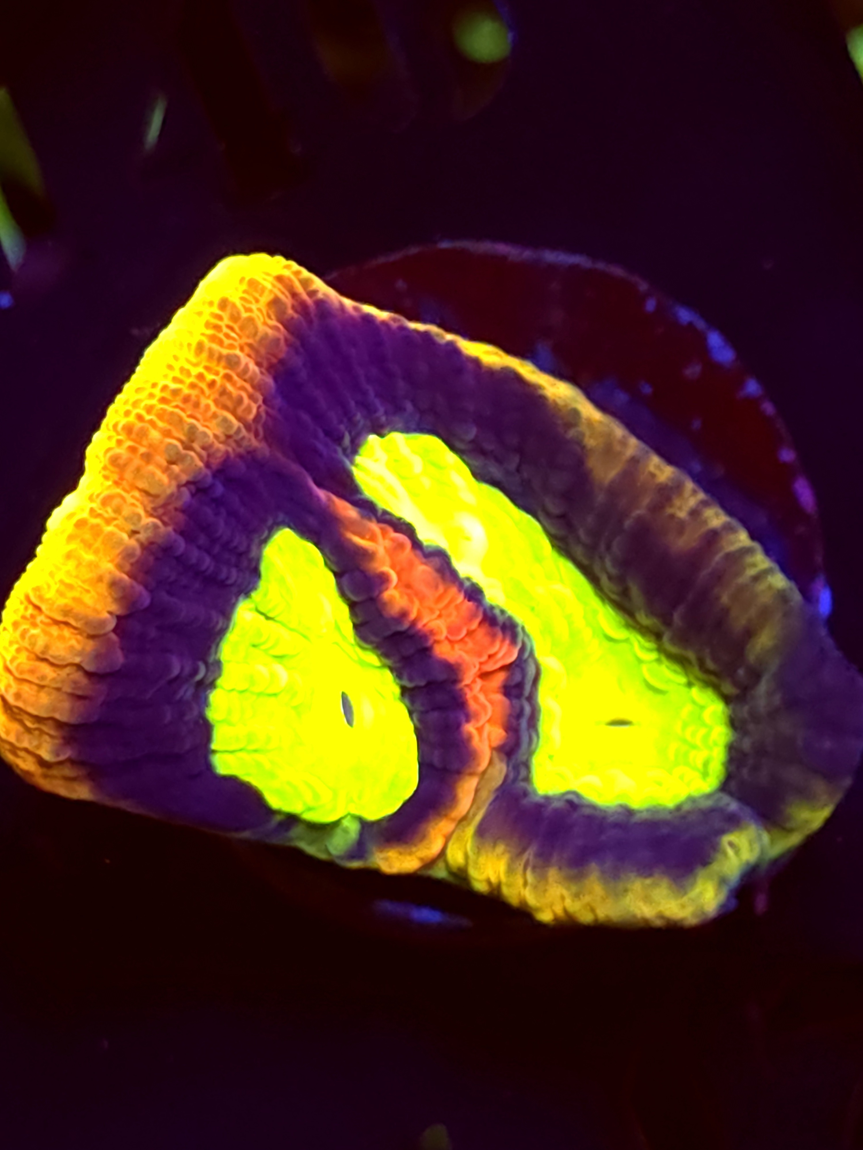 SBB "Dragon Soul" Favia 2 Eyes