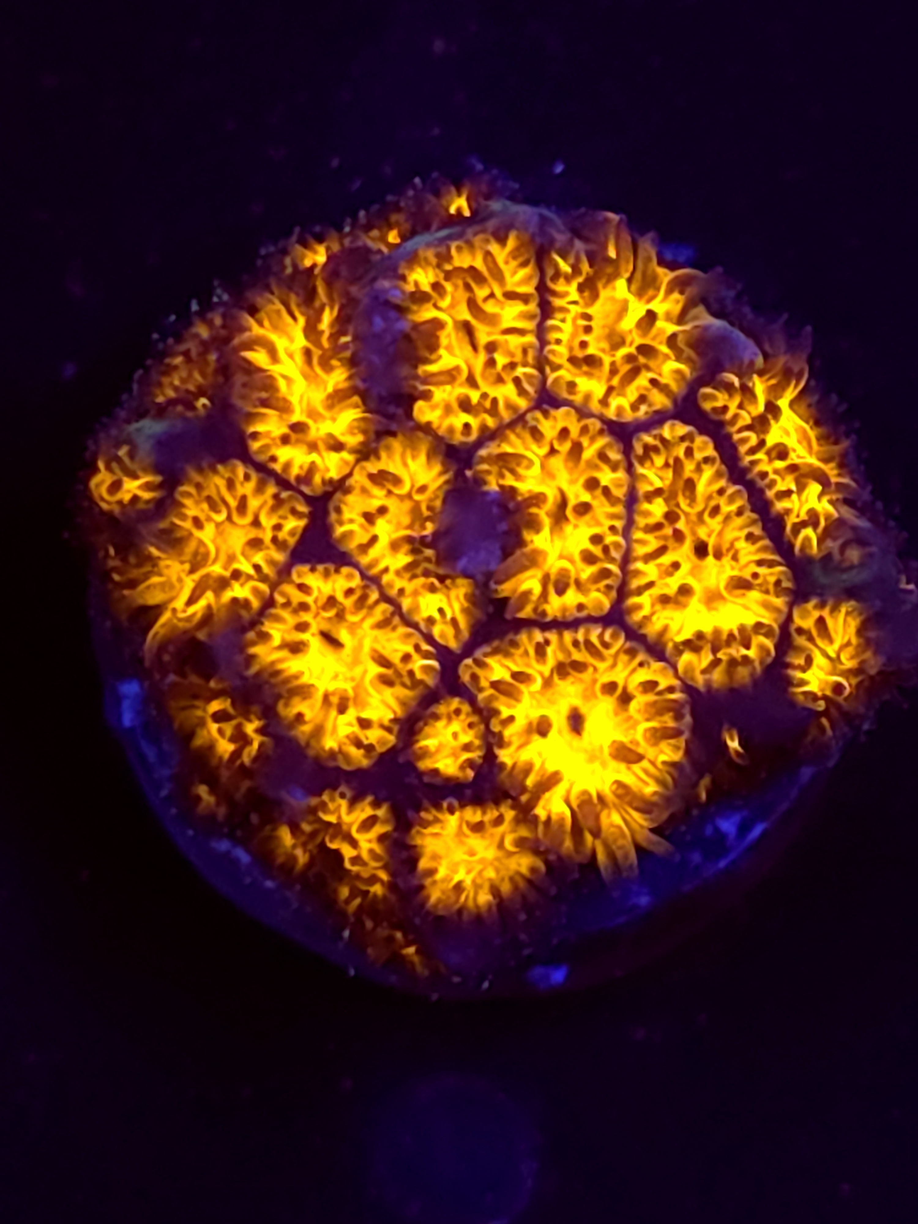 SBB "Golden Leopard" Lepto Medium