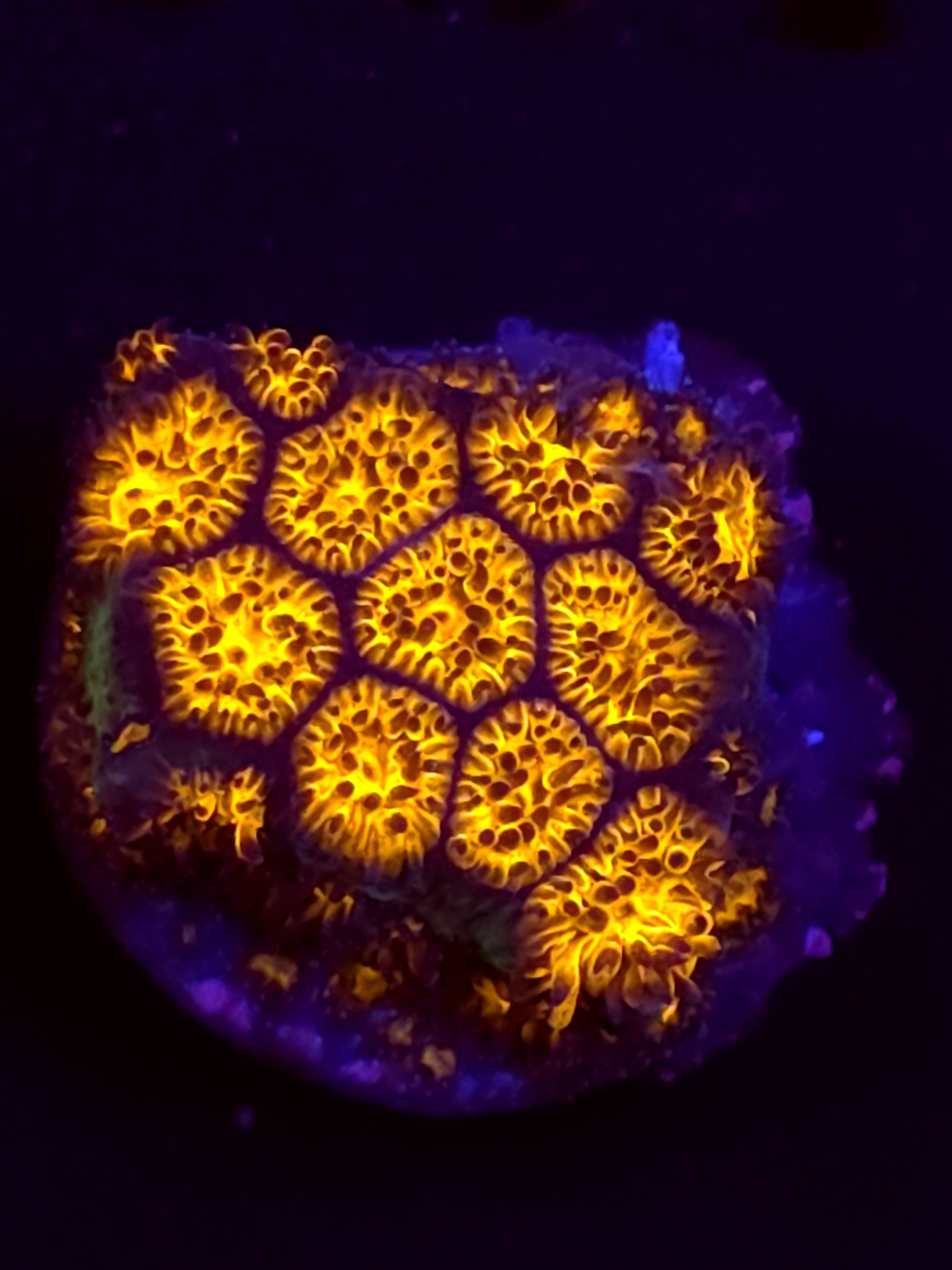 SBB "Golden Leopard" Lepto Medium