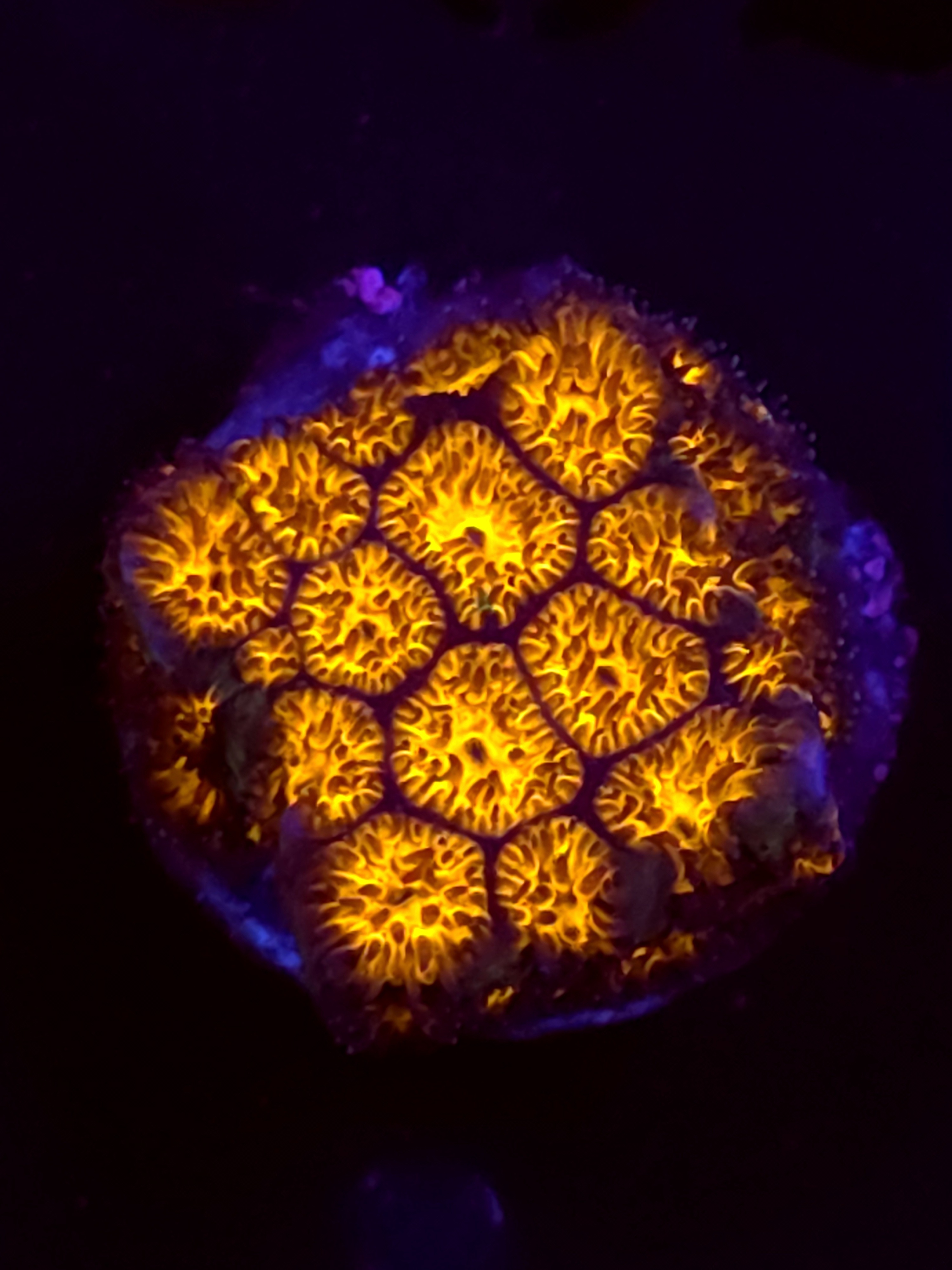 SBB "Golden Leopard" Lepto Medium