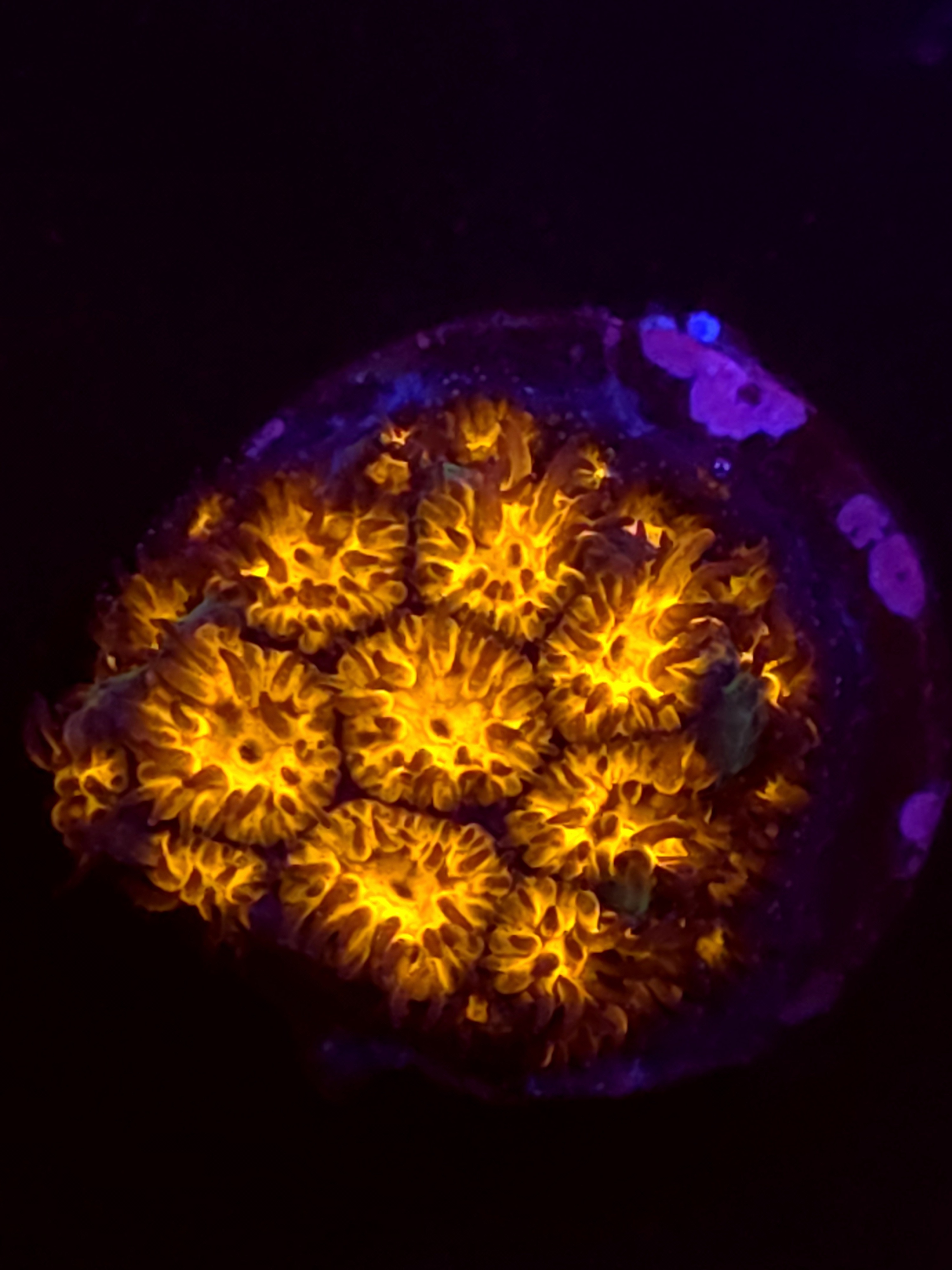 SBB "Mystery Signature" Lepto Medium