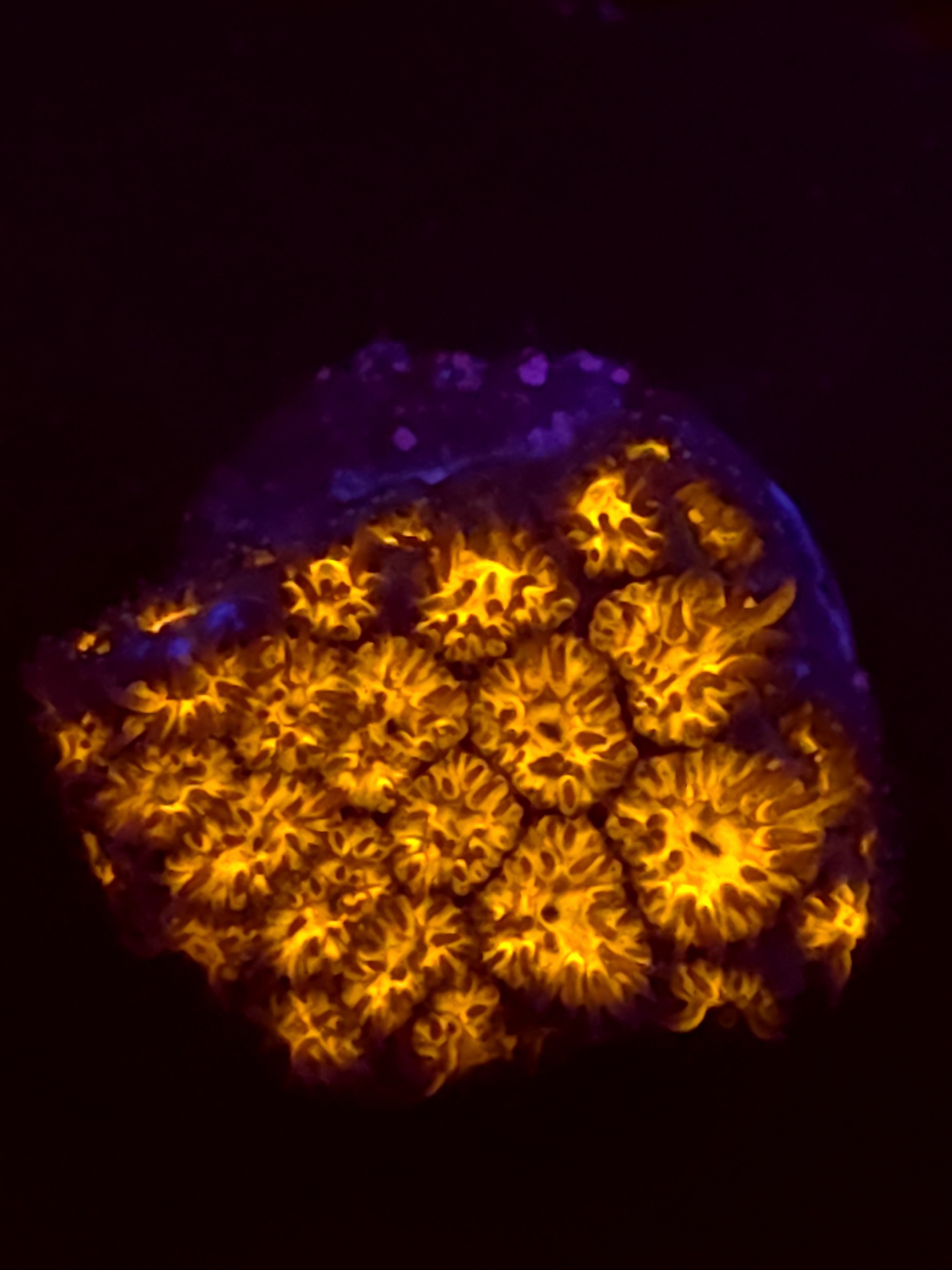 SBB "Golden Leopard" Lepto Medium