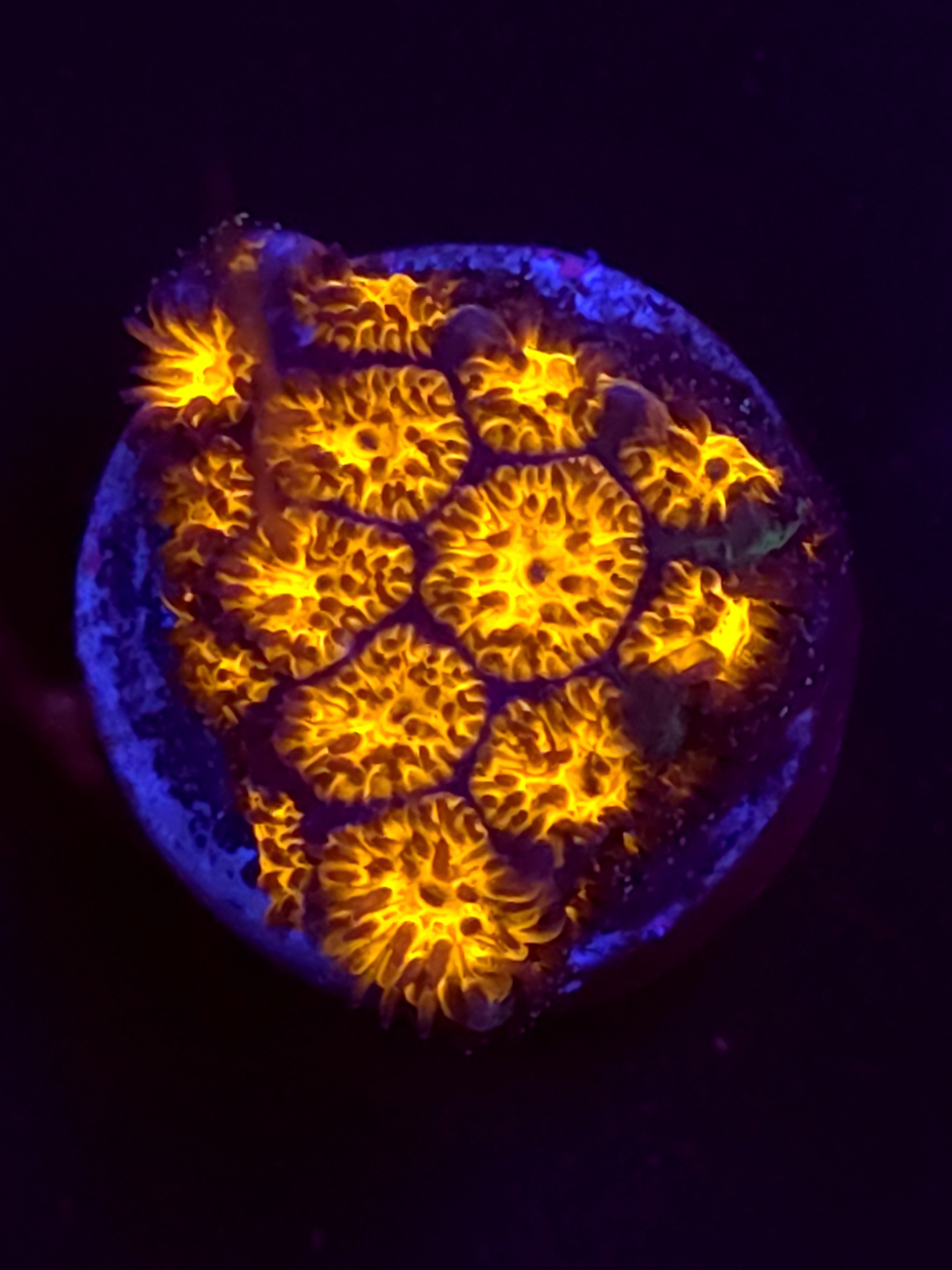 SBB "Golden Leopard" Lepto Medium