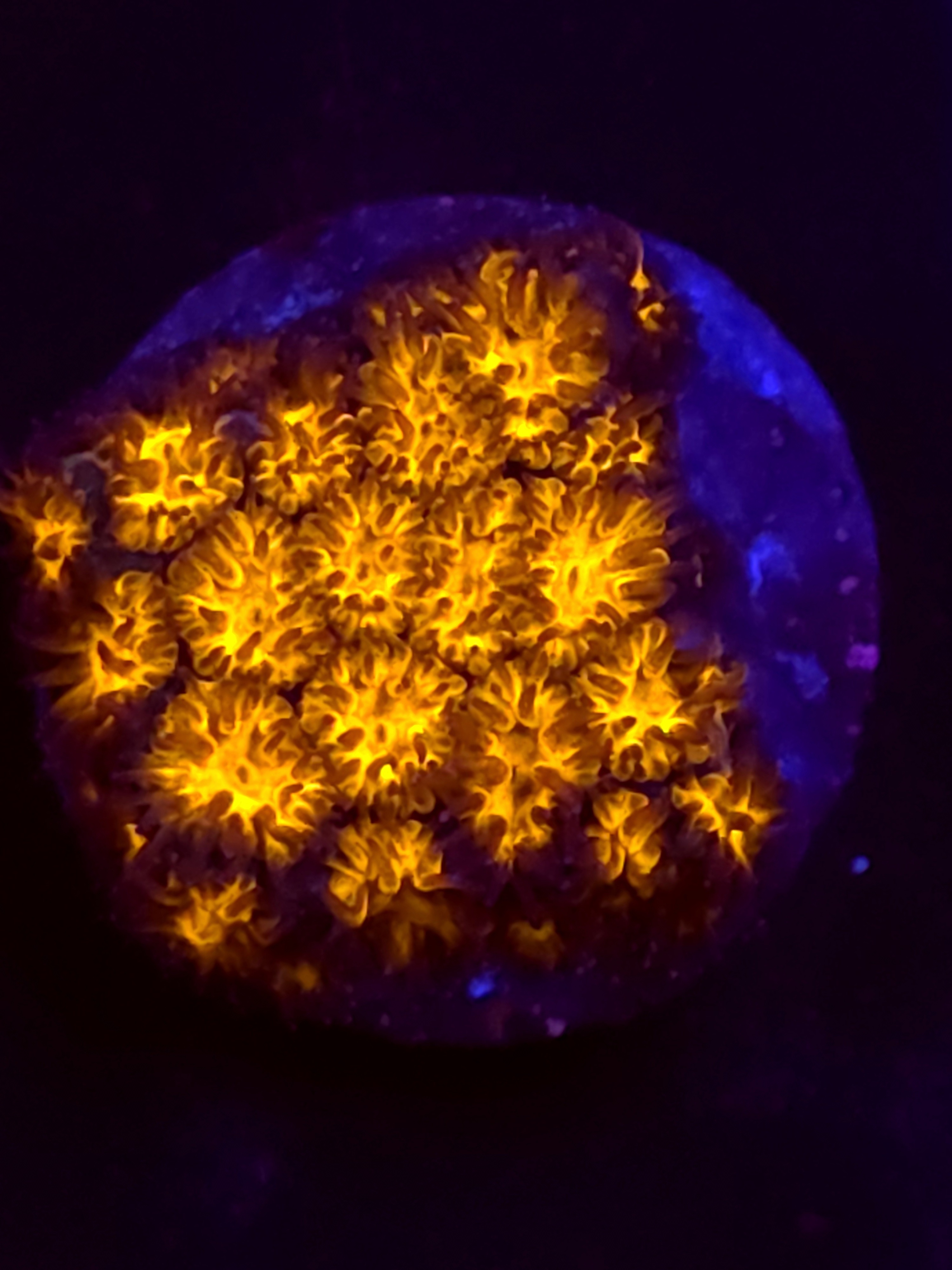 SBB "Golden Leopard" Lepto Medium