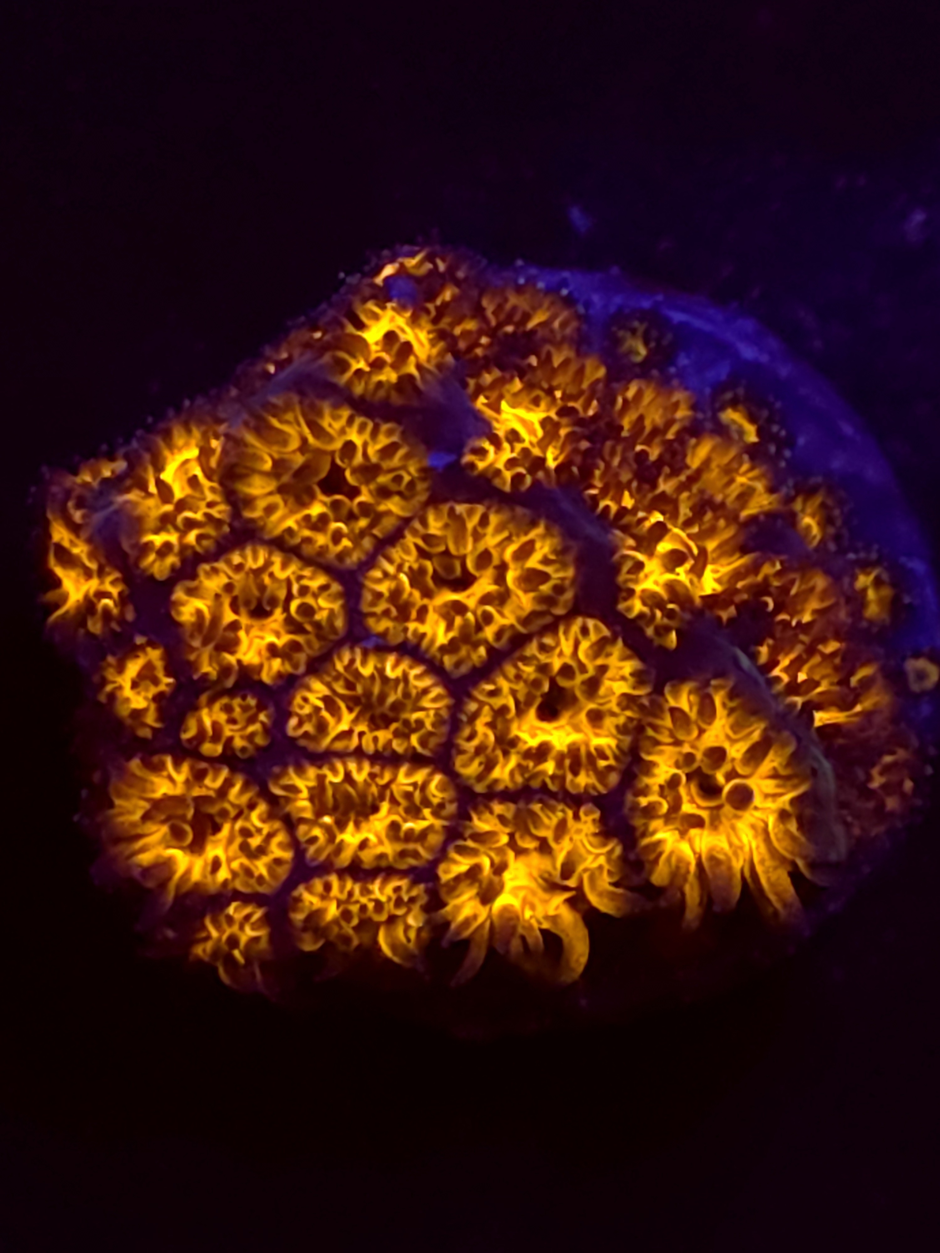 SBB "Mystery Signature" Lepto Medium