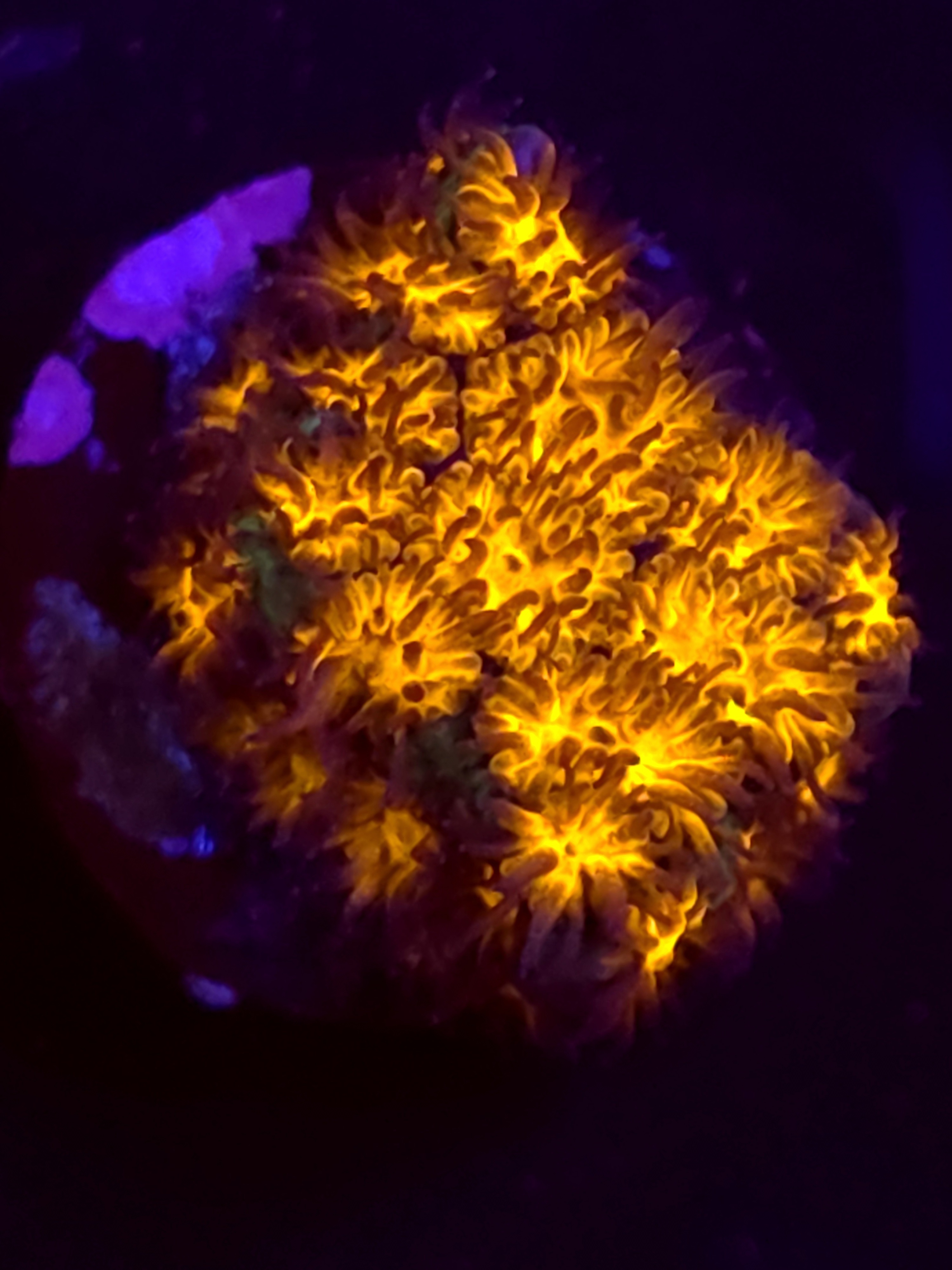 SBB "Golden Leopard" Lepto Medium