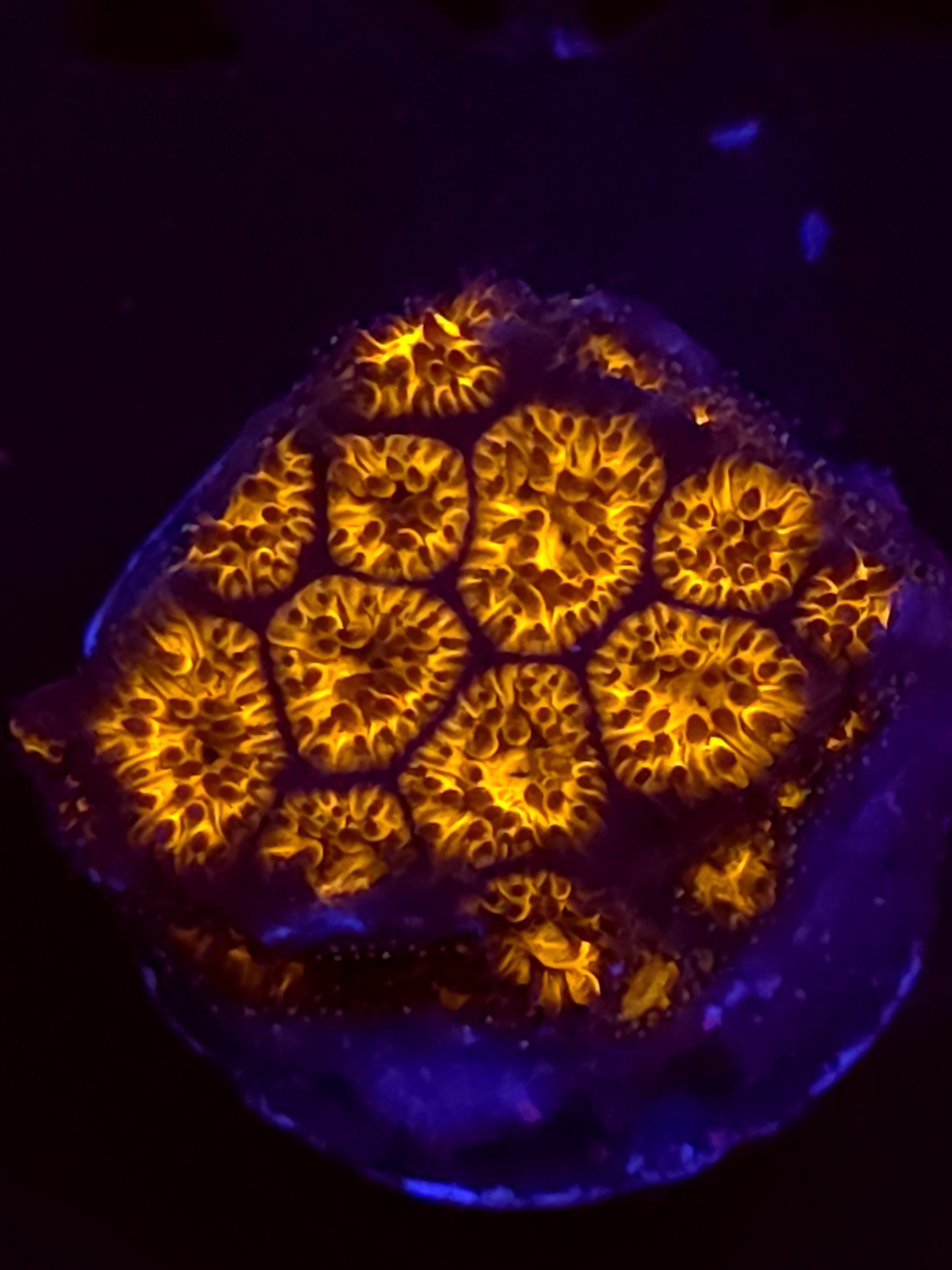 SBB "Golden Leopard" Lepto Medium