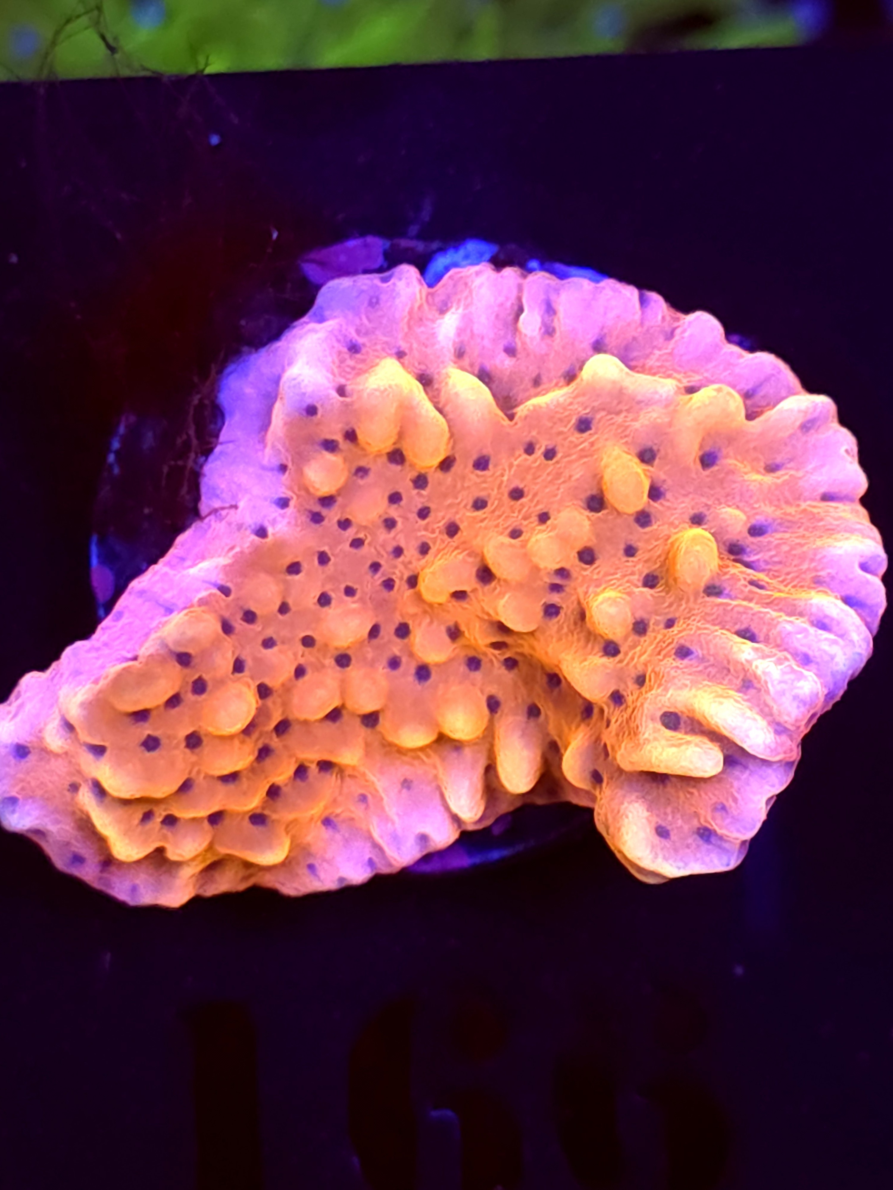 SBB "Cherry Tree" Monti Large