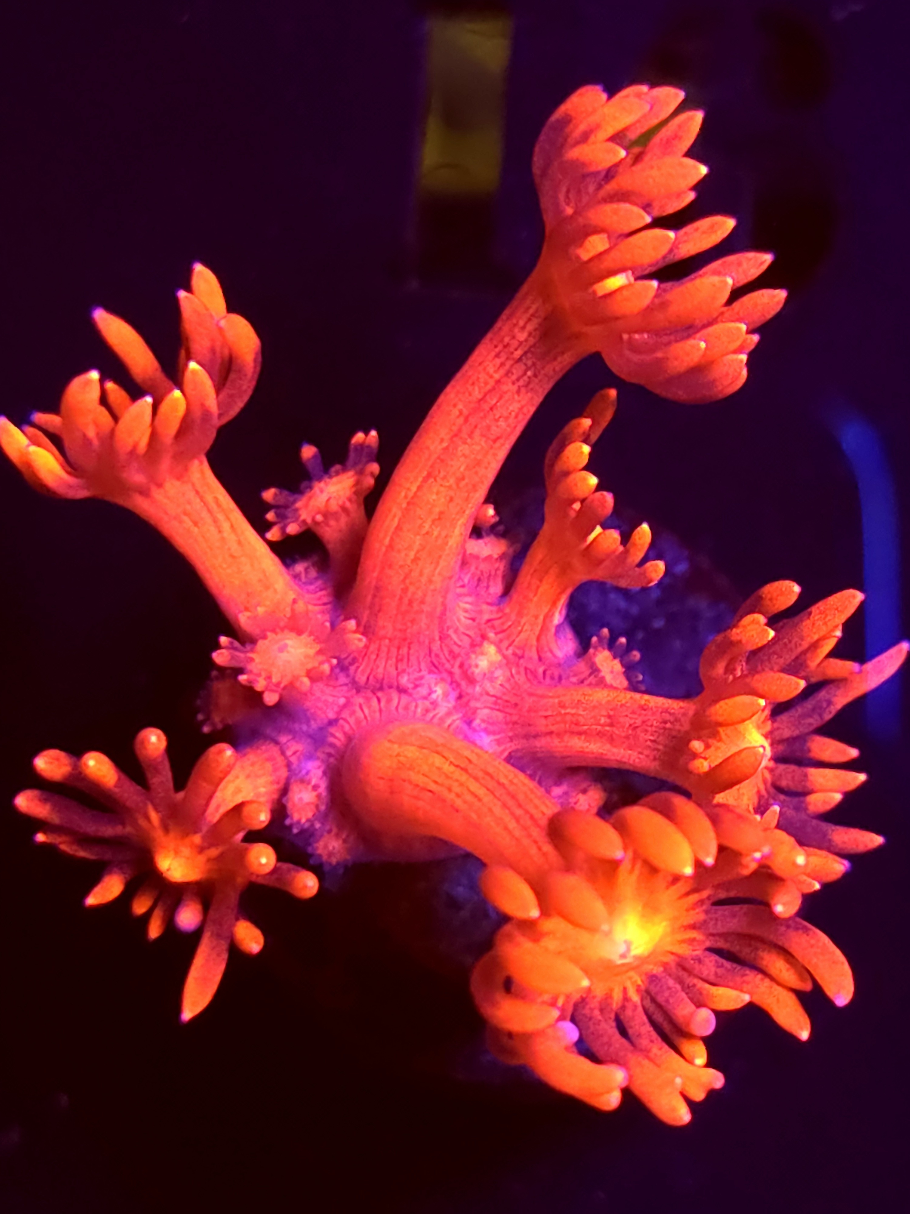 SBB "Veil Breaker" Goni Small