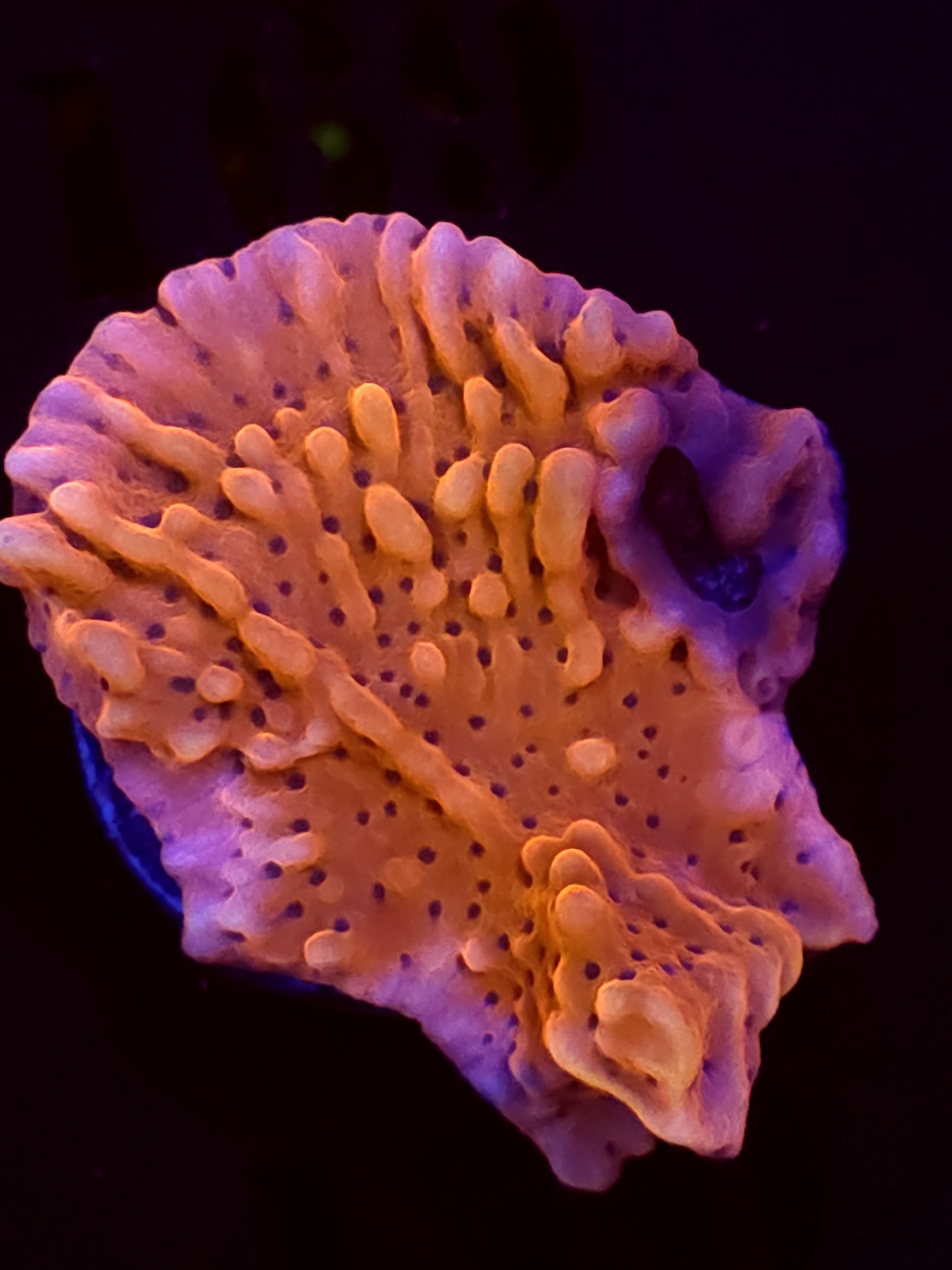 SBB "Cherry Tree" Monti Large