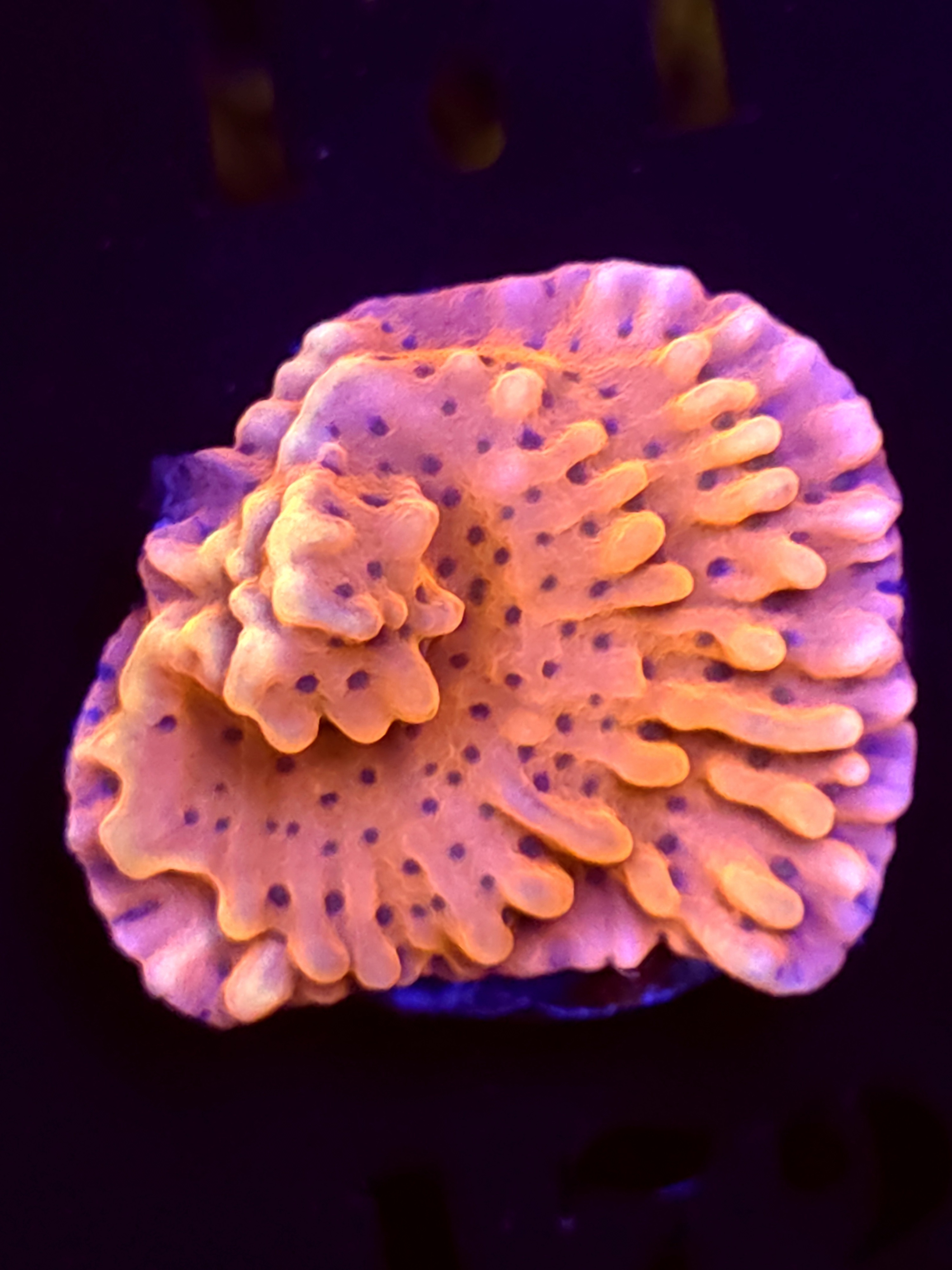 SBB "Cherry Tree" Monti Medium