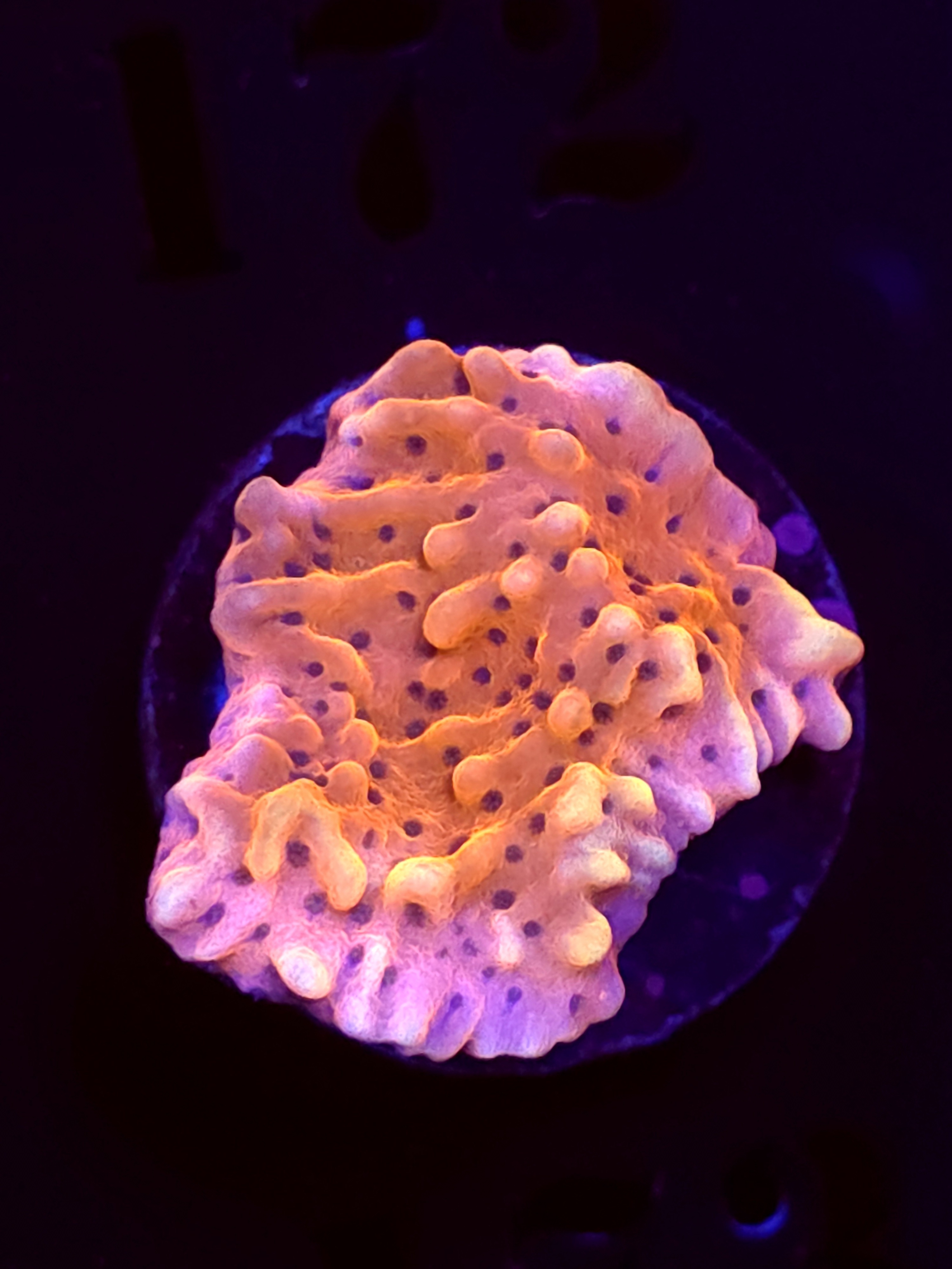 SBB "Cherry Tree" Monti Medium