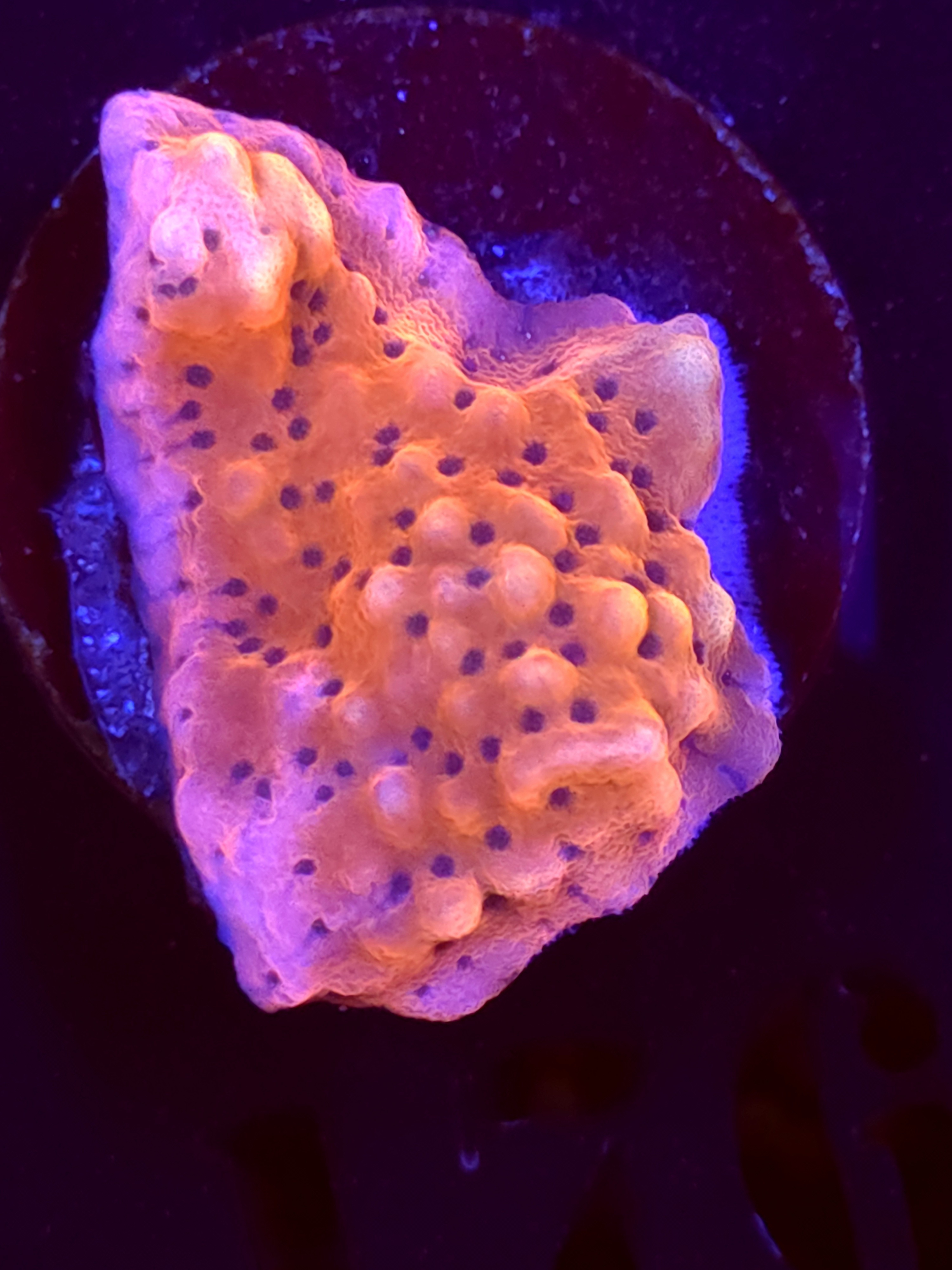 SBB "Cherry Tree" Monti Medium