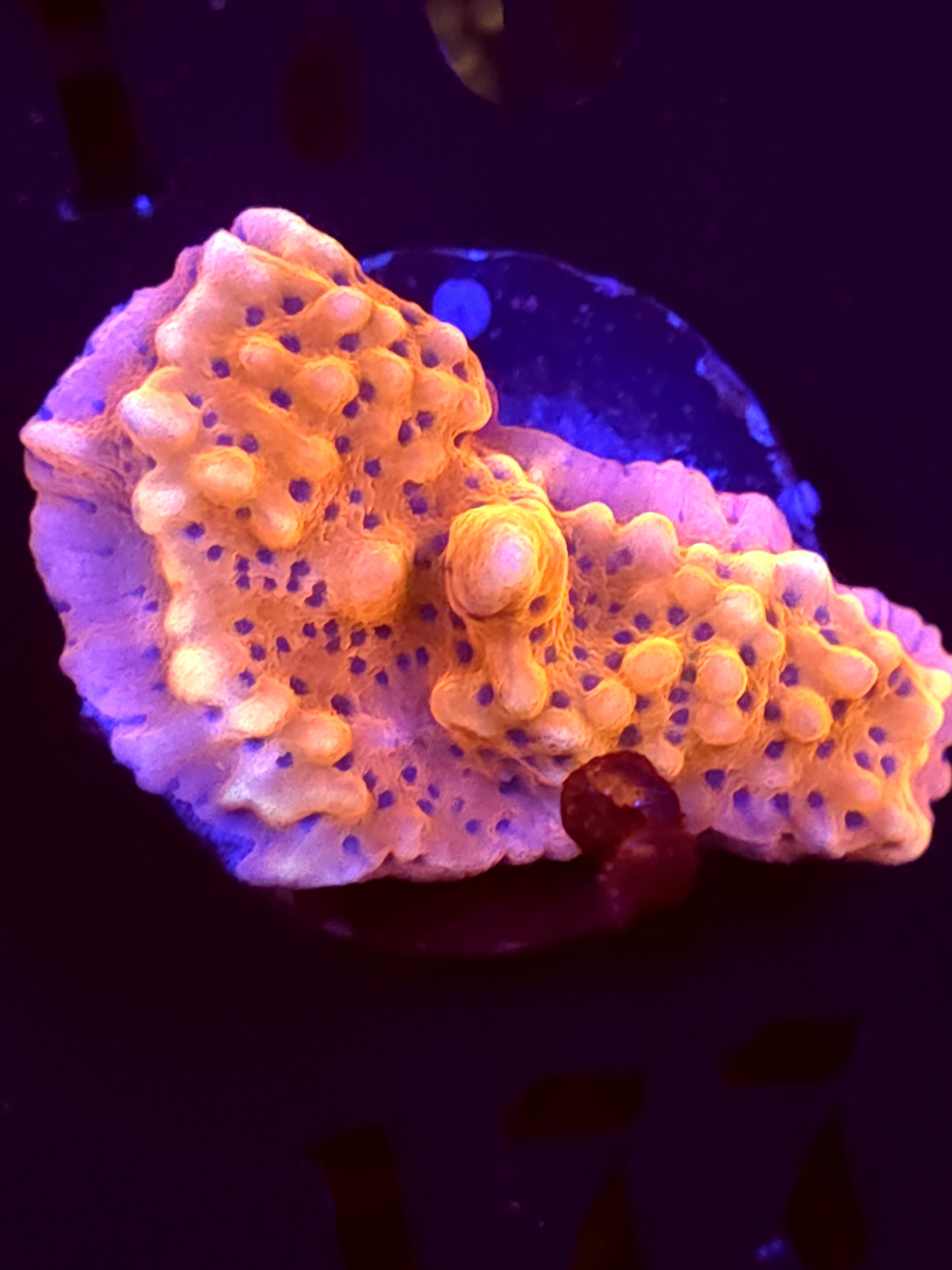 SBB "Cherry Tree" Monti Medium